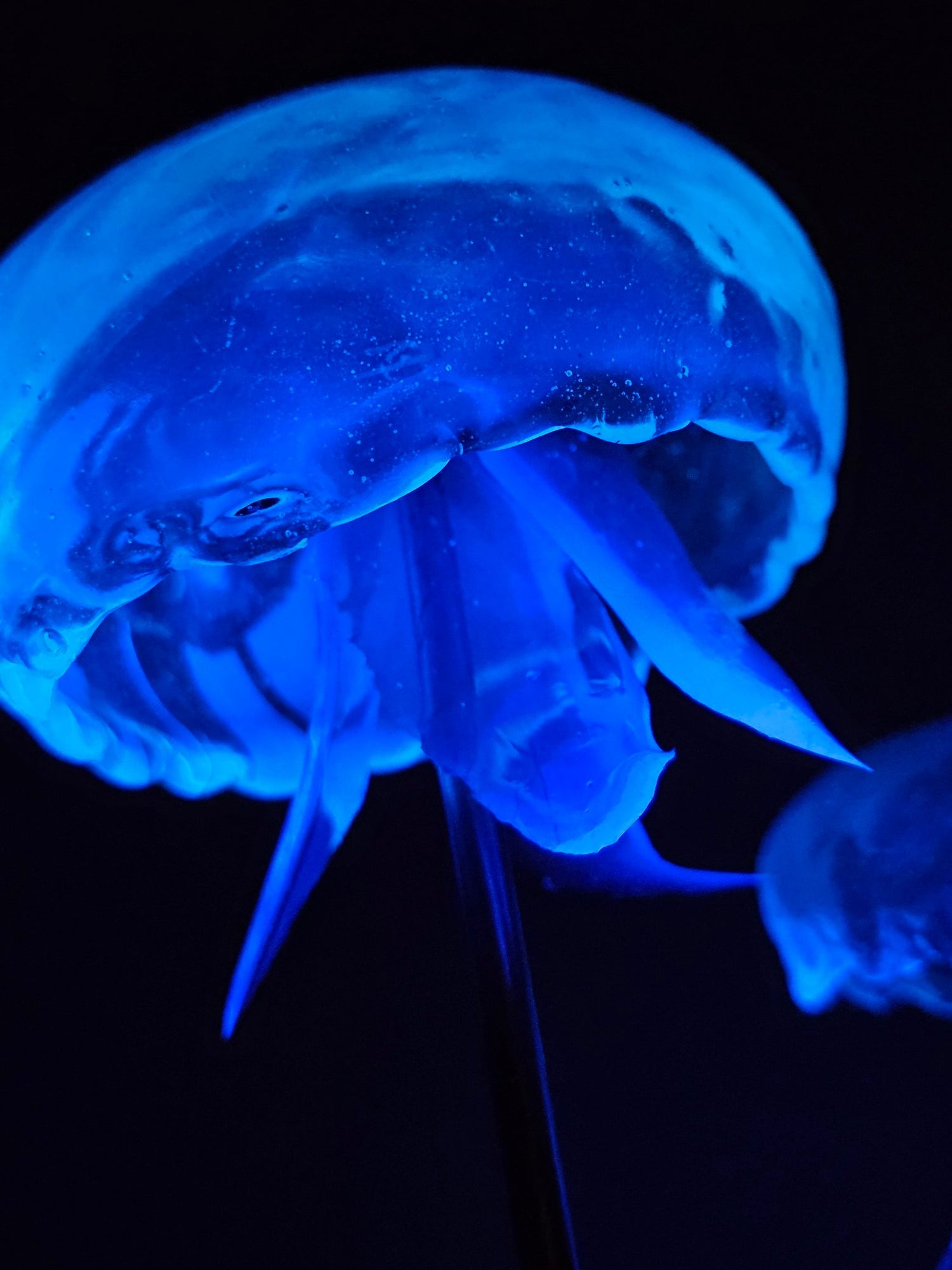 Oh Jellyfish! Consumerism meets conservation.