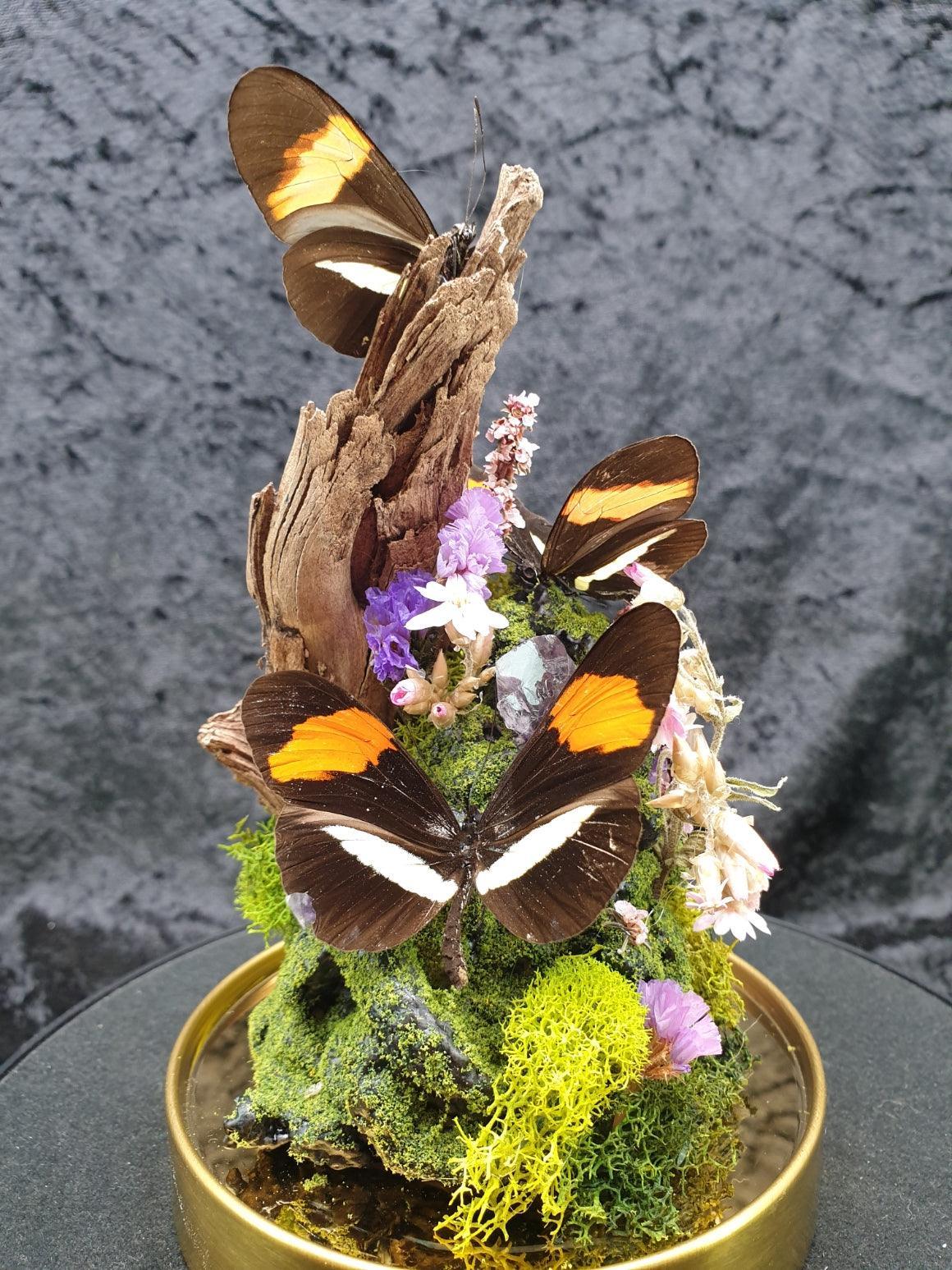Butterfly terrarium - medium glass dome (19cm) - That Creative Feeling