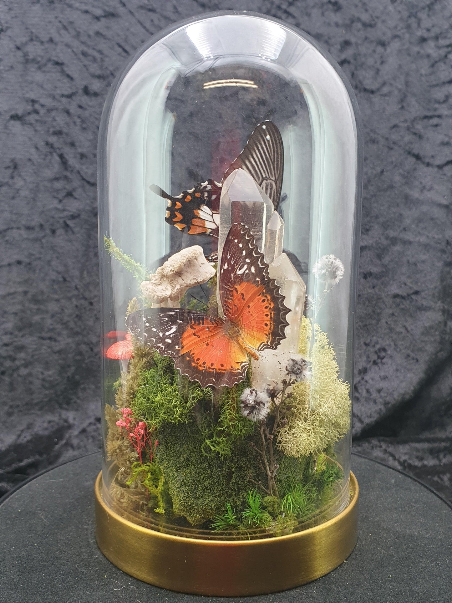 Butterfly terrarium - medium glass dome (19cm) - That Creative Feeling