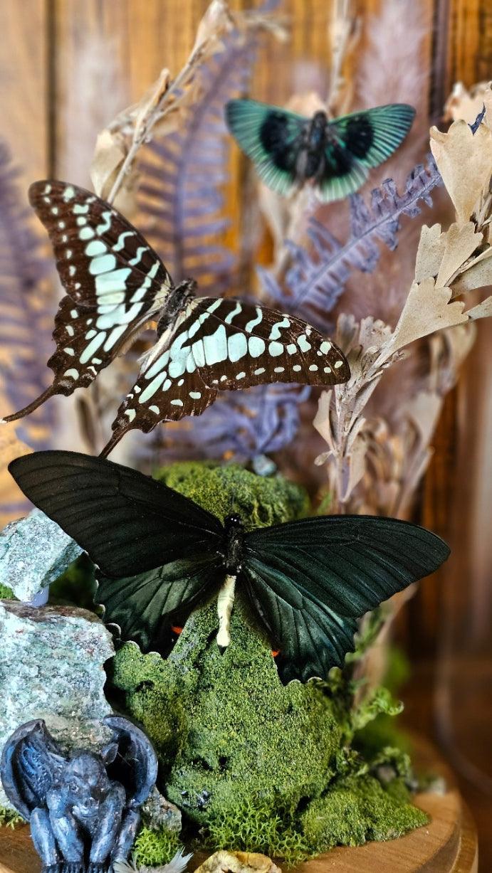 Butterfly terrarium - large glass dome (26cm) - That Creative Feeling