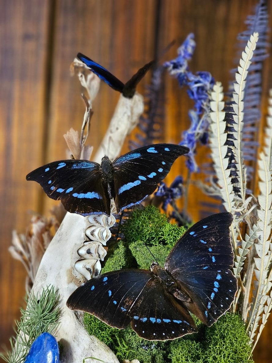 Butterfly terrarium - large glass dome (26cm) - That Creative Feeling