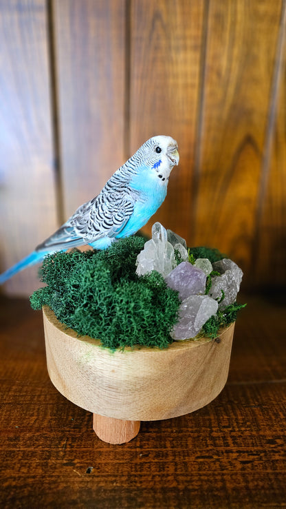Real taxidermy budgie on wooden moss bowl