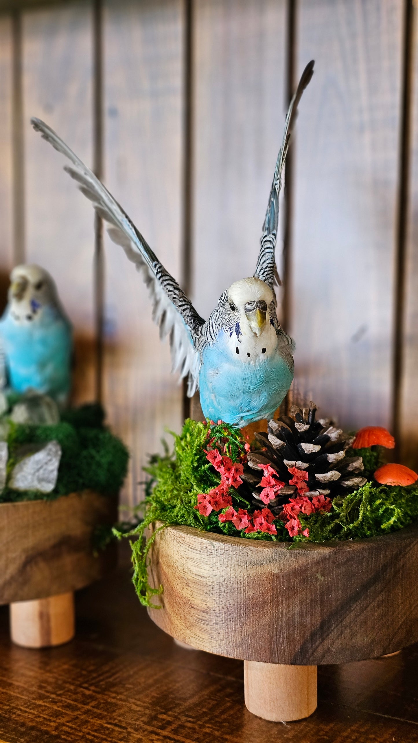 Real taxidermy budgie on wooden moss bowl