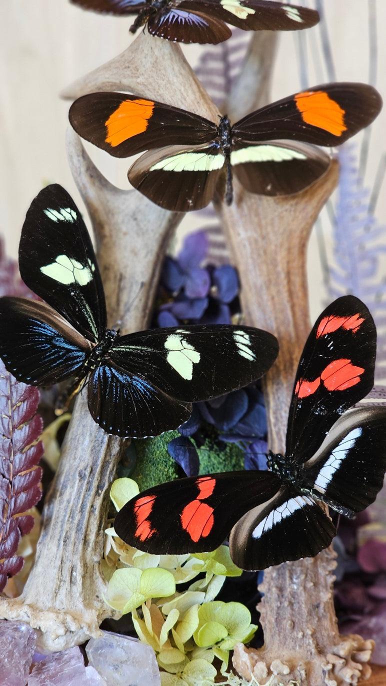 Butterfly terrarium - large glass dome (26cm) - That Creative Feeling