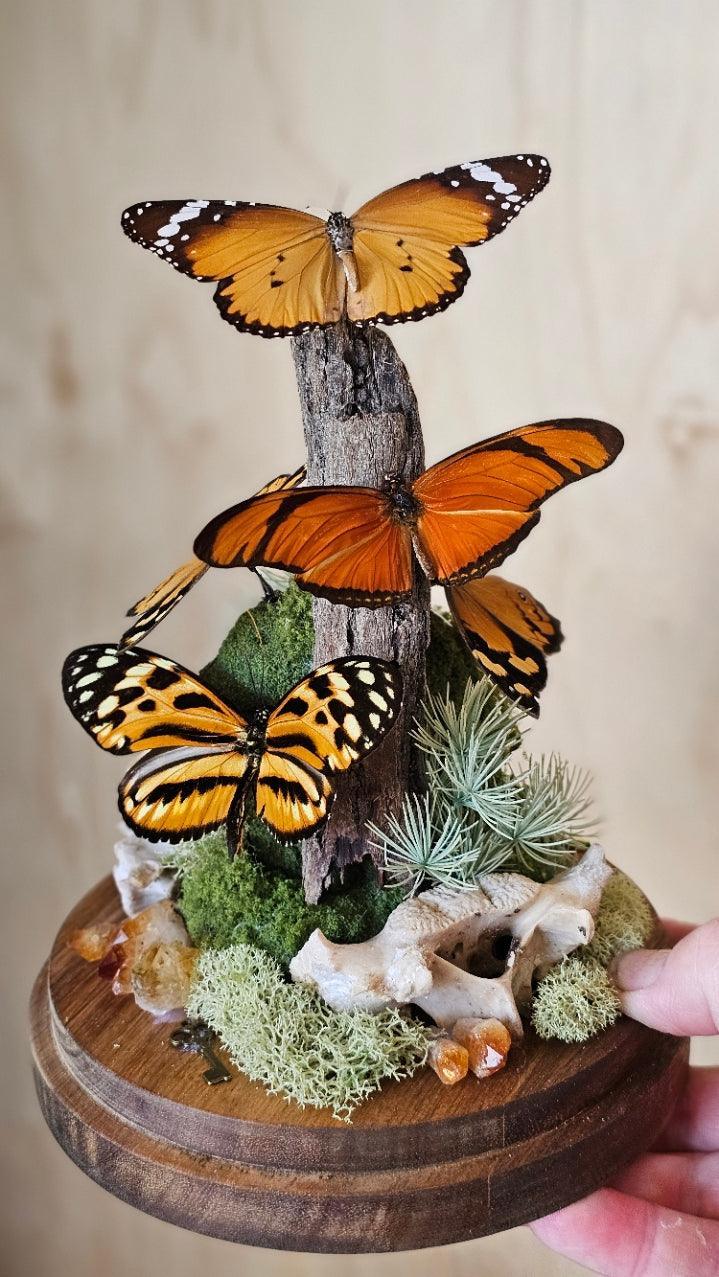 Butterfly terrarium - large glass dome (26cm) - That Creative Feeling