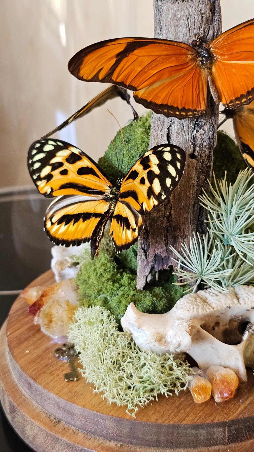 Butterfly terrarium - large glass dome (26cm) - That Creative Feeling