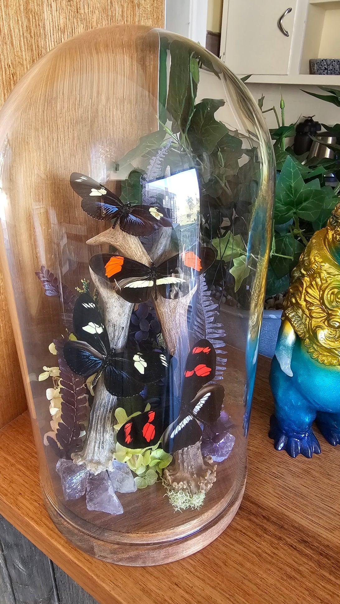 Butterfly terrarium - large glass dome (26cm) - That Creative Feeling