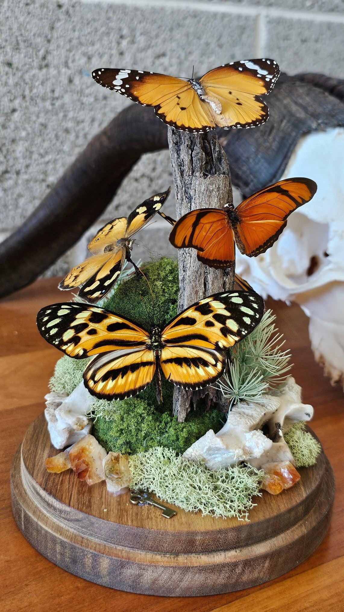 Butterfly terrarium - large glass dome (26cm) - That Creative Feeling