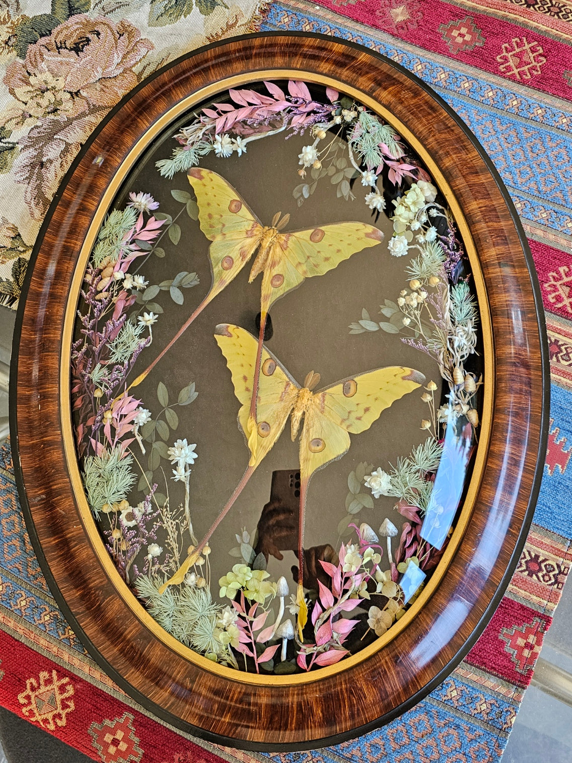 Giant Comet Moths in a Vintage Victorian Gothic bubble frame