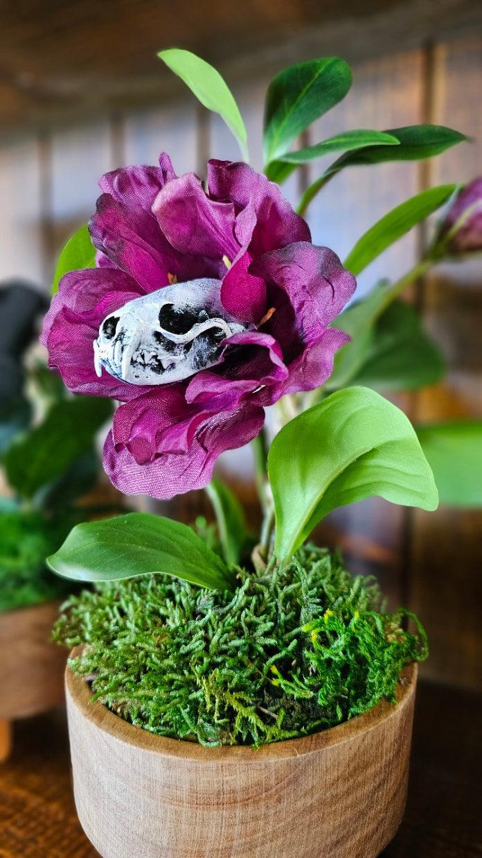 Skull - 'Cleopatra' - Morticia Adams carnivorous plant with mink skull,, taxidermy - That Creative Feeling