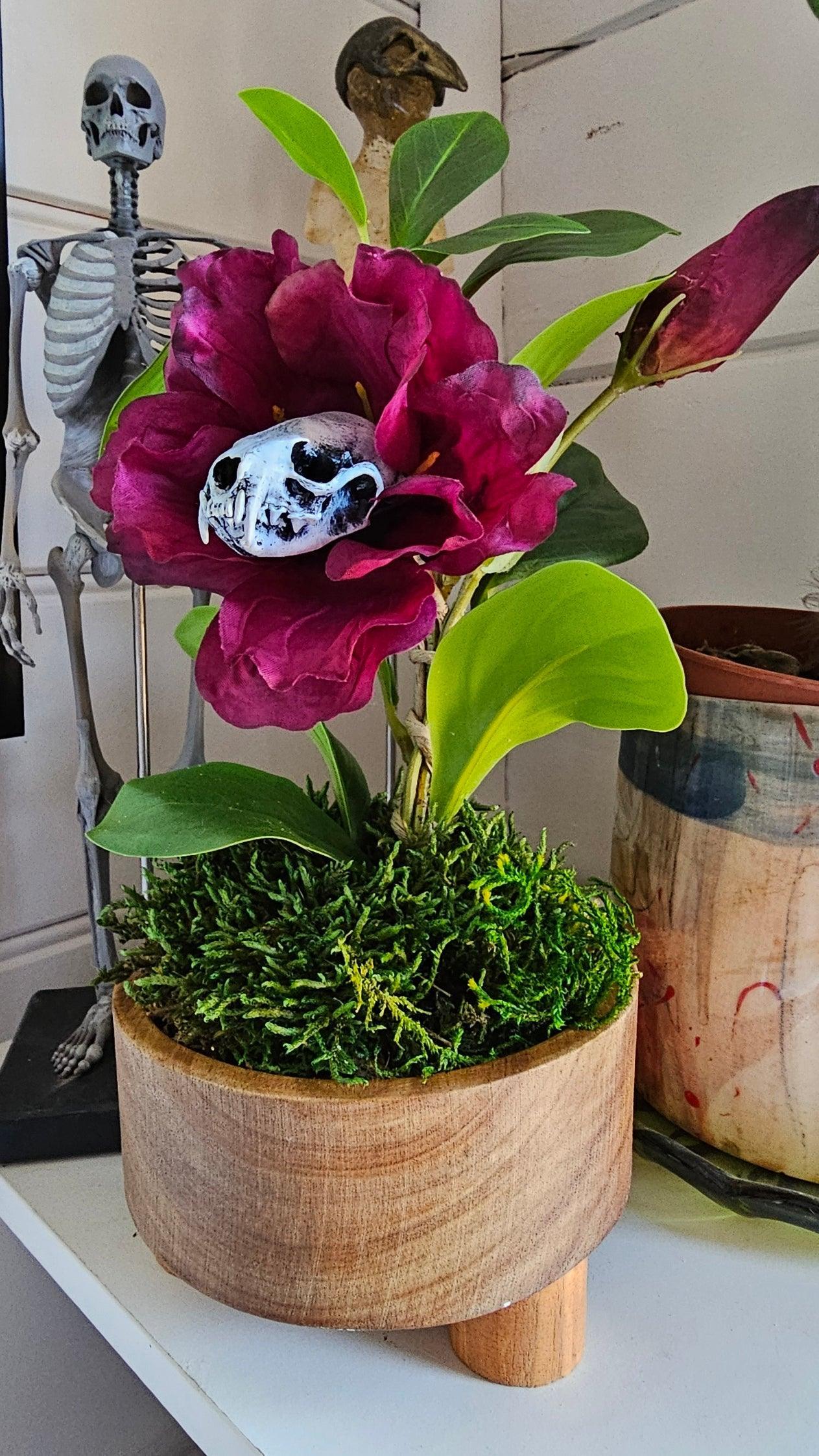 Skull - 'Cleopatra' - Morticia Adams carnivorous plant with mink skull,, taxidermy - That Creative Feeling