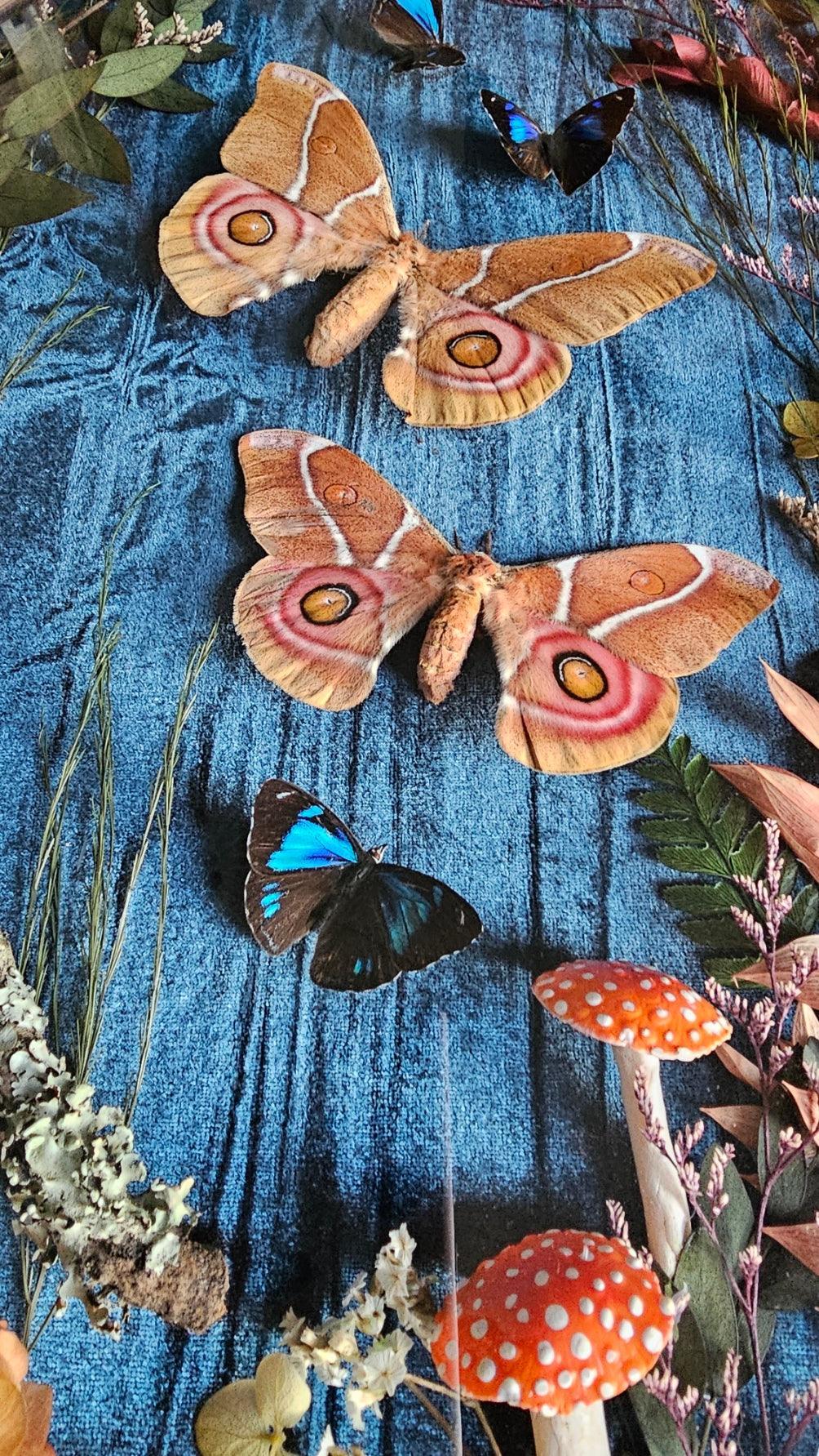 Frame vintage - Victorian Gothic bubble frame with Bullseye Silk Moths - That Creative Feeling
