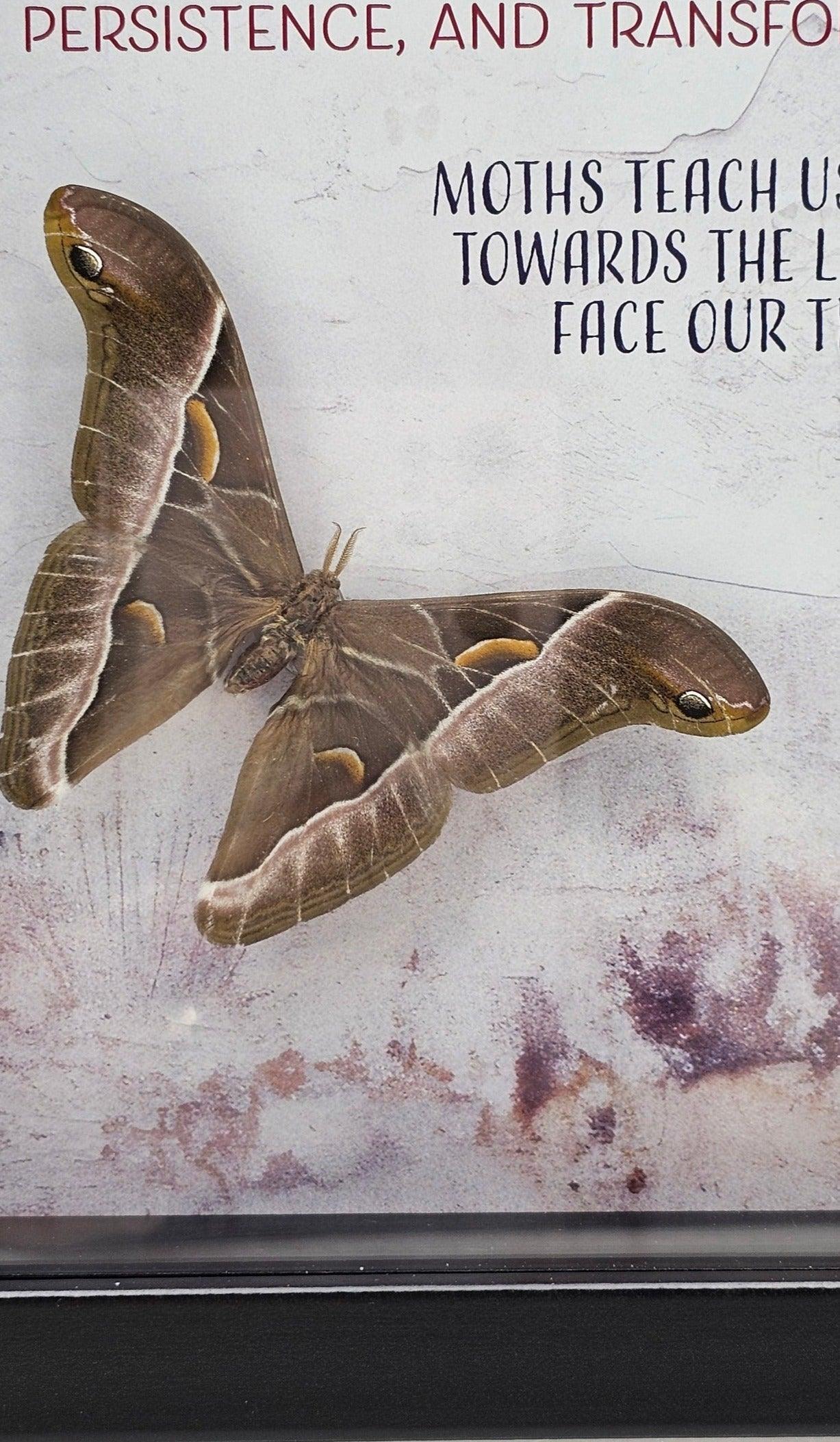 Frame - Spirit Moth - That Creative Feeling