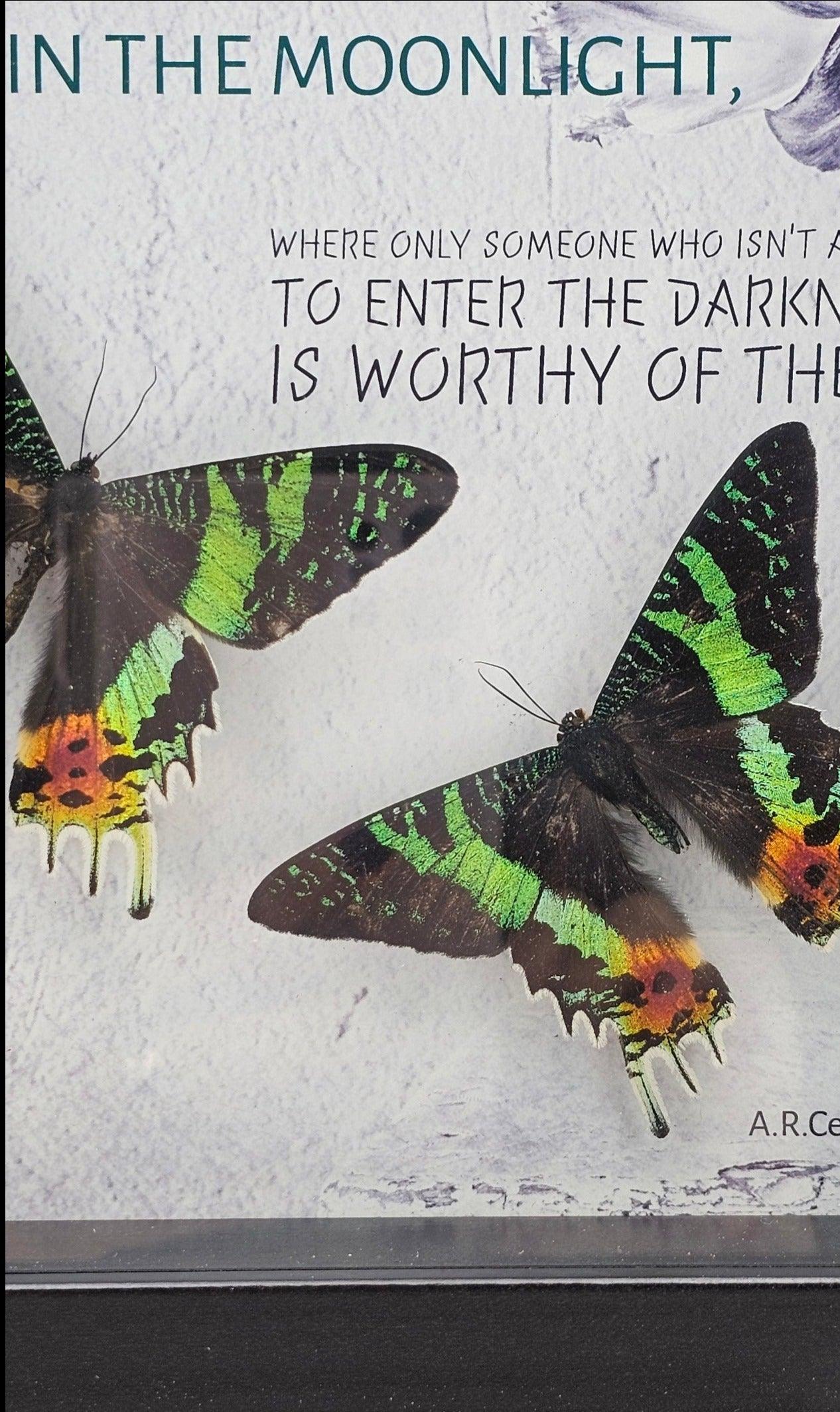 Frame - Spirit Moth - That Creative Feeling