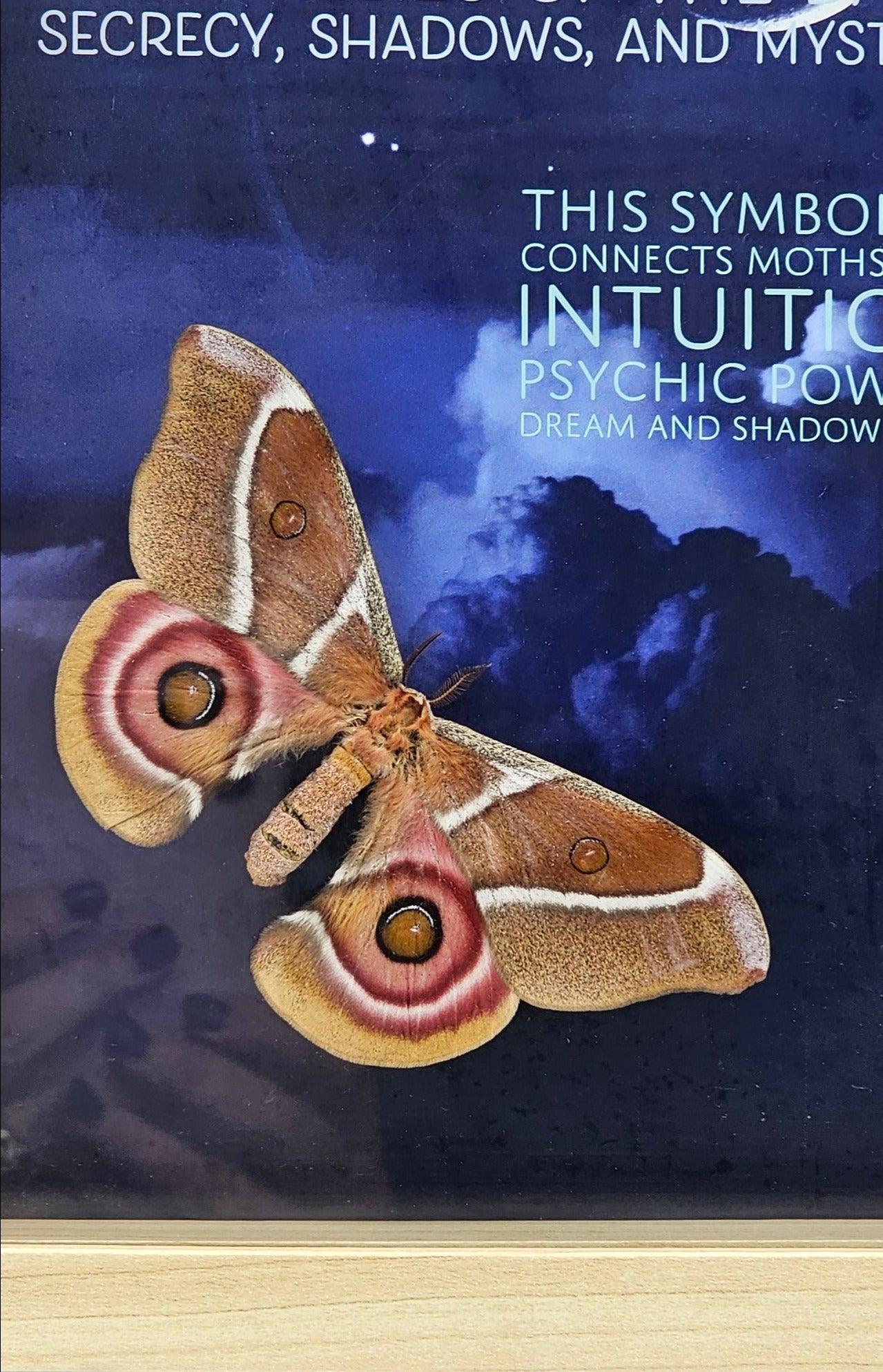 Frame - Spirit Moth - That Creative Feeling