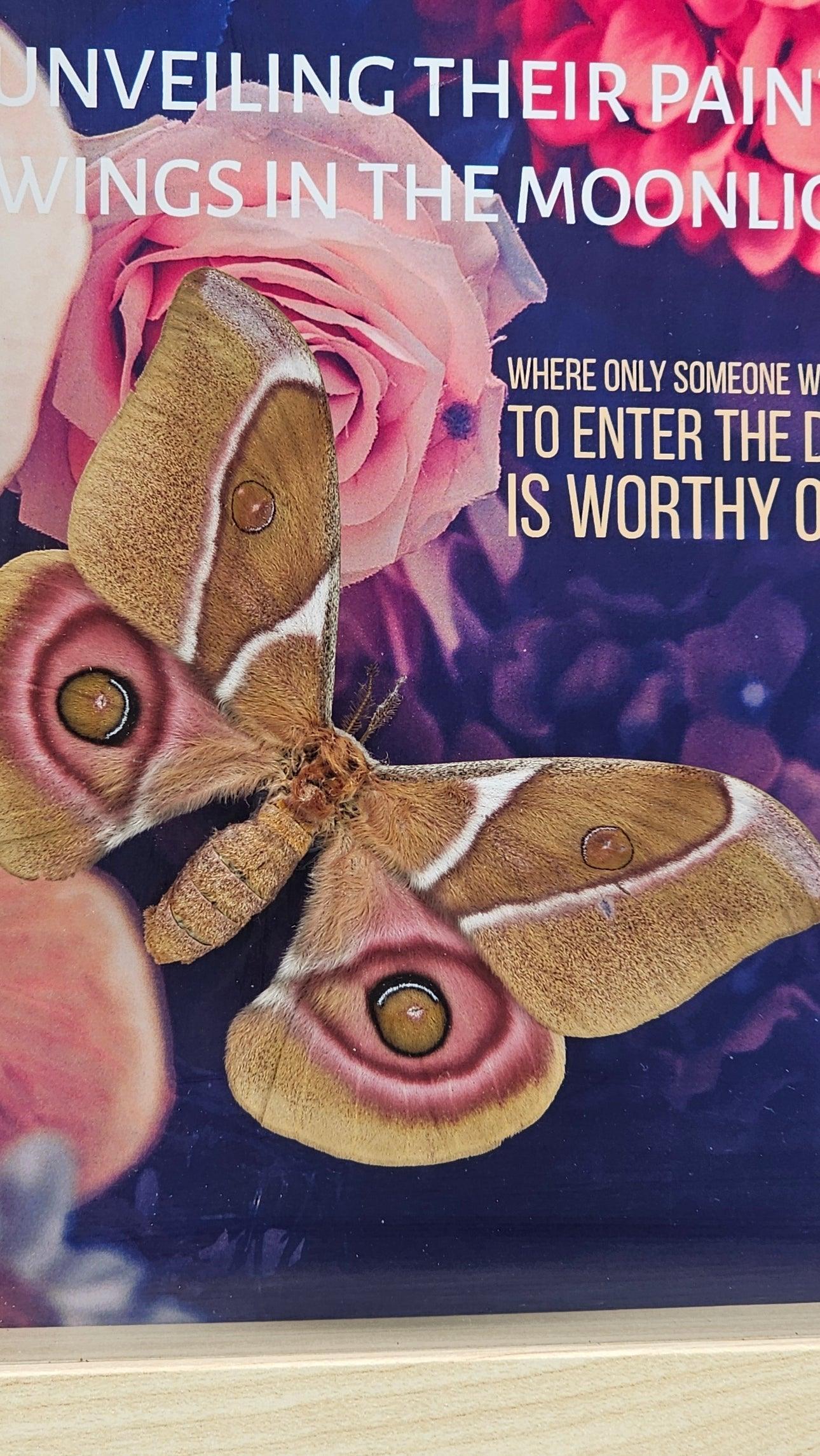 Frame - Spirit Moth - That Creative Feeling