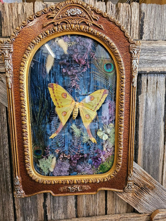 Frame vintage - Victorian Gothic bubble frame with Madagascan Comet moth - That Creative Feeling