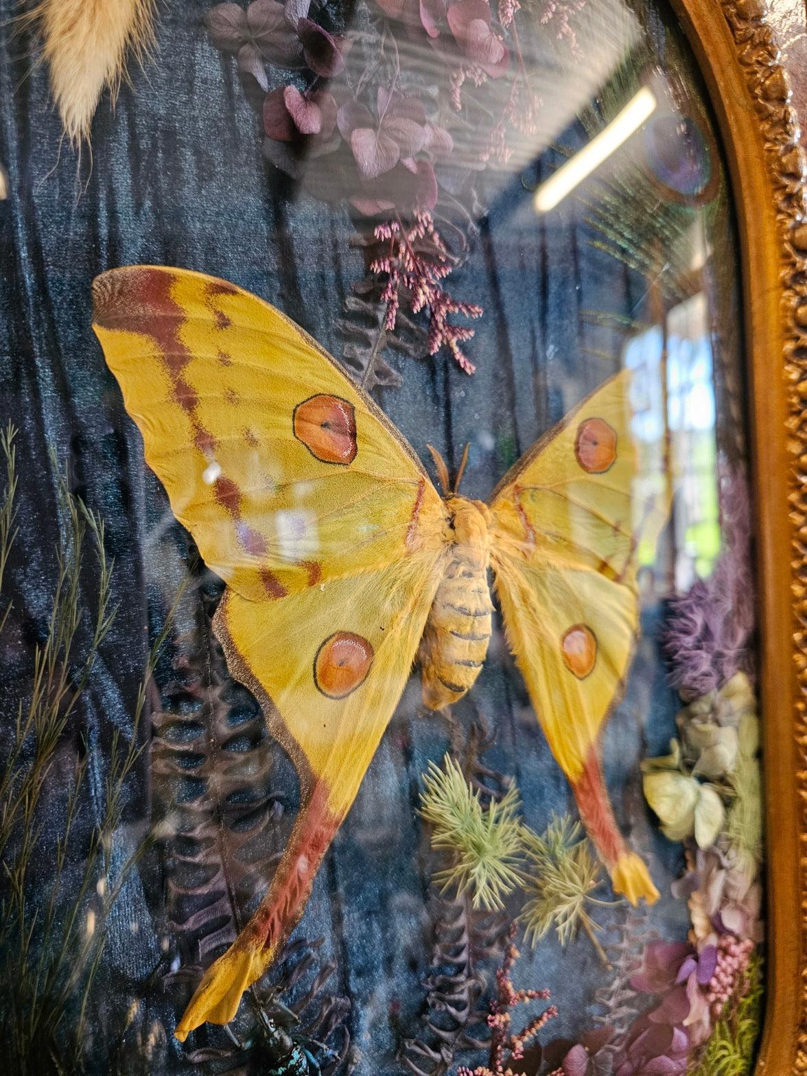 Frame vintage - Victorian Gothic bubble frame with Madagascan Comet moth - That Creative Feeling
