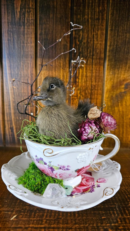 Taxidermy - real ducklings - Ducks in Cups - That Creative Feeling