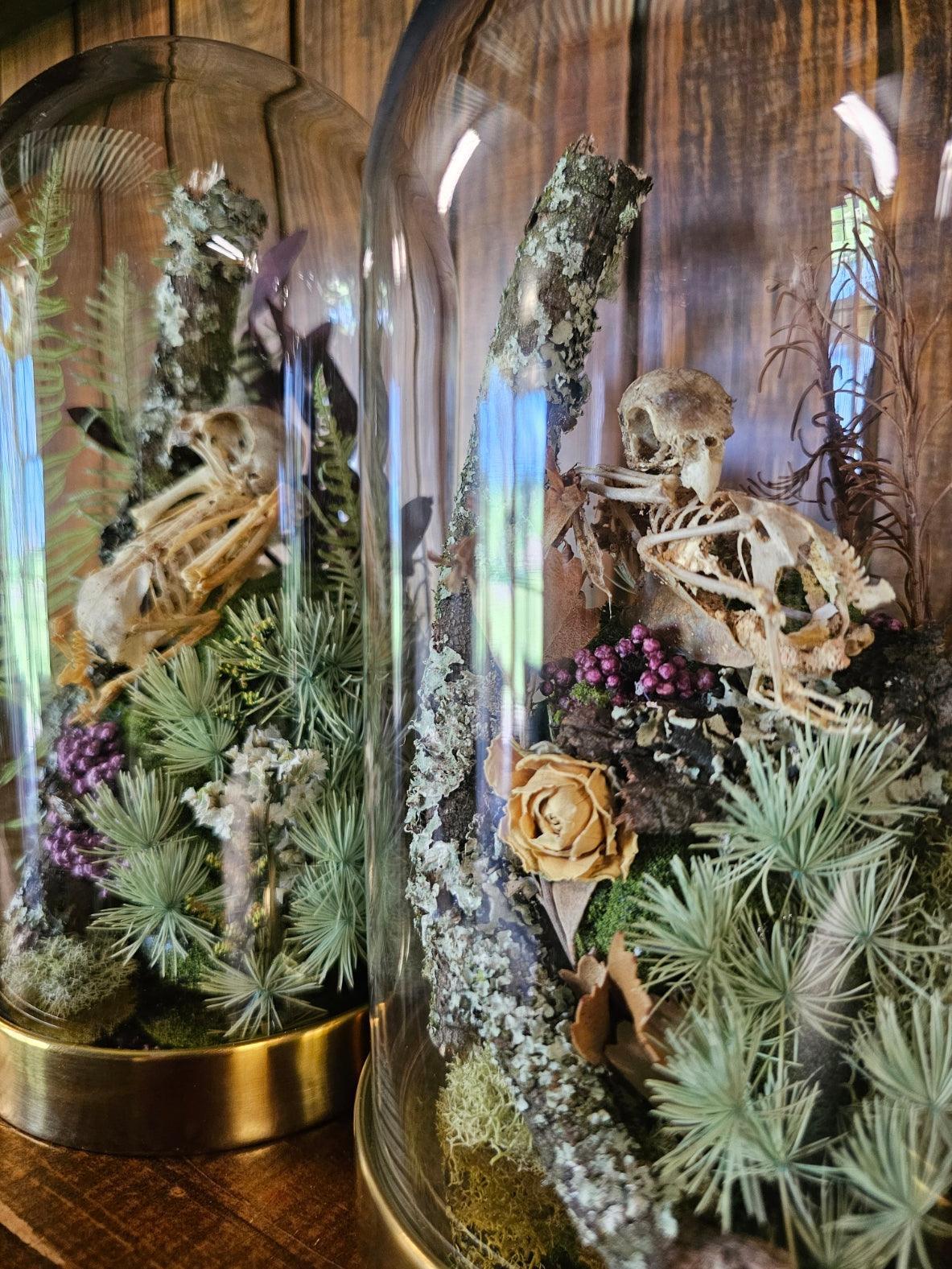 Lovebird skeleton, bones, taxidermy - medium glass dome (19cm) - That Creative Feeling