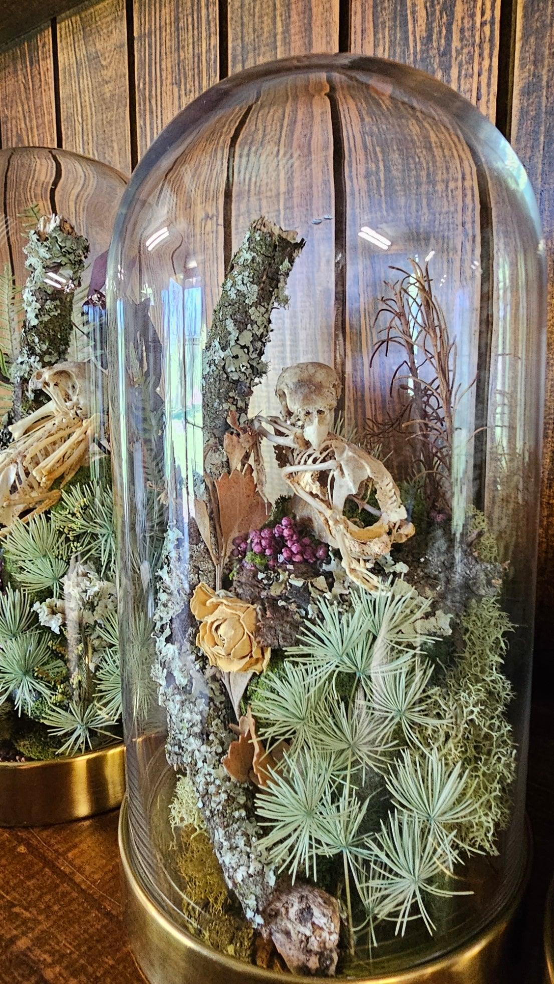 Lovebird skeleton, bones, taxidermy - medium glass dome (19cm) - That Creative Feeling