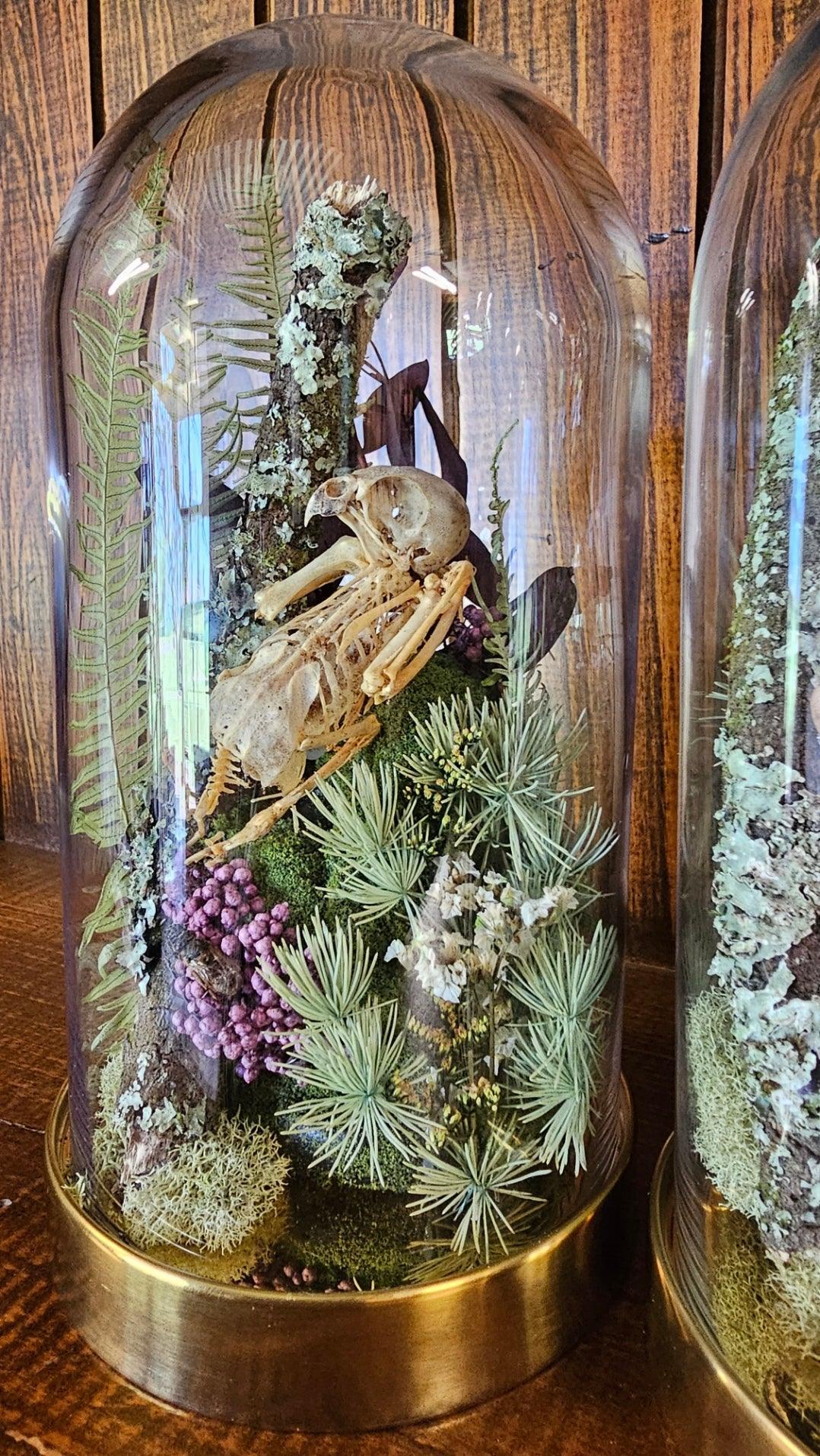 Lovebird skeleton, bones, taxidermy - medium glass dome (19cm) - That Creative Feeling