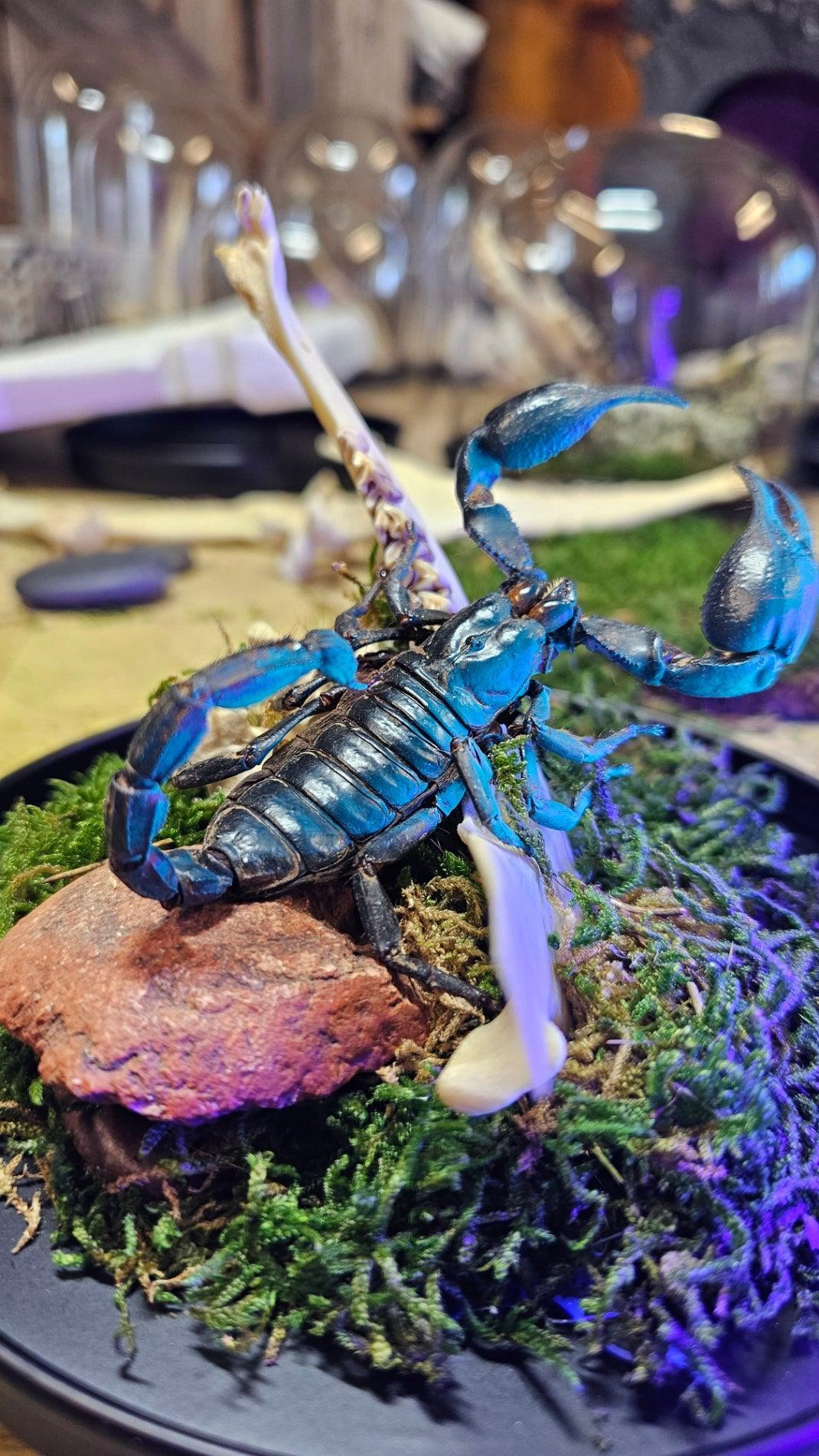 Insect terrarium - medium glass dome - That Creative Feeling