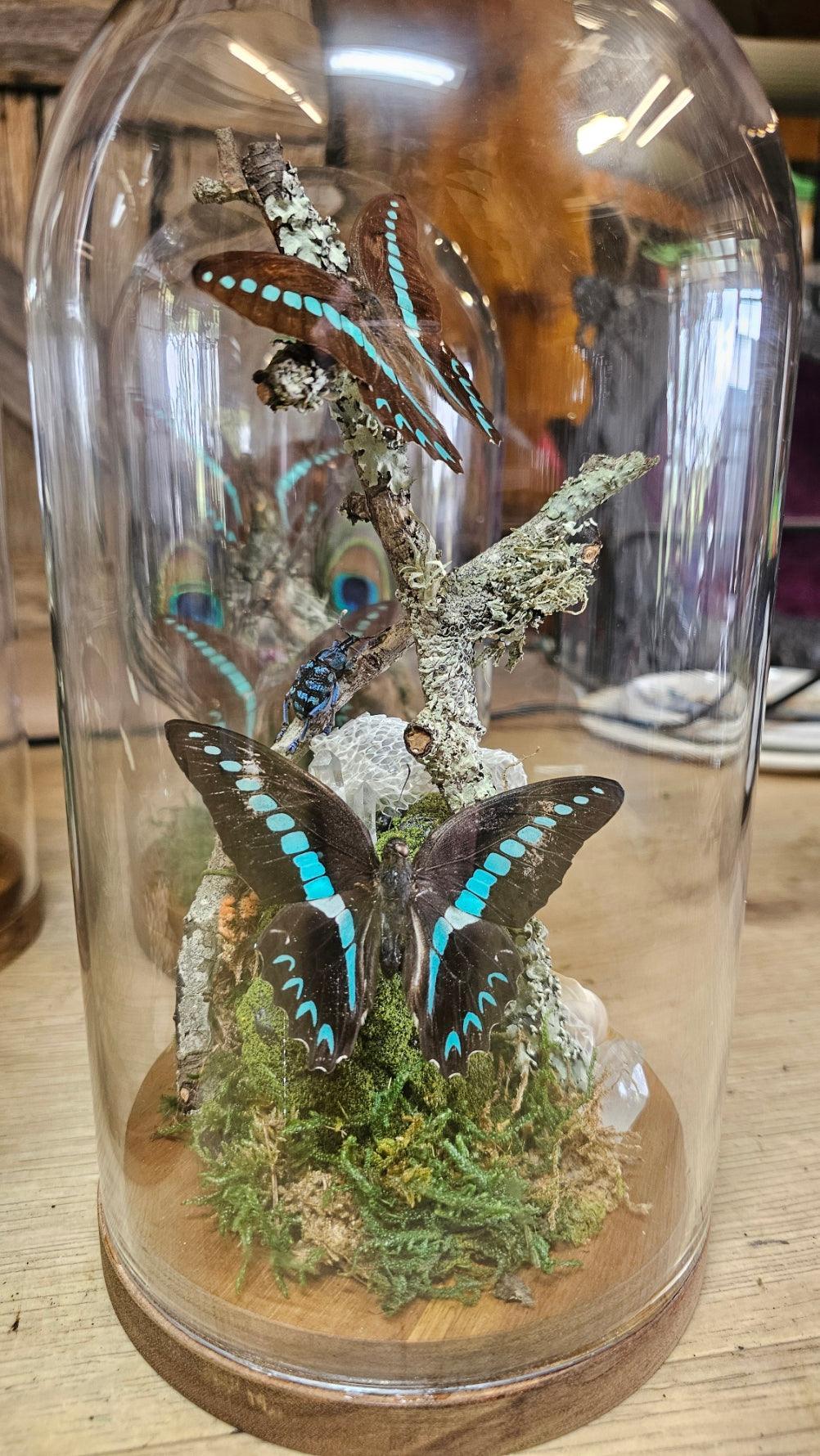 Butterfly terrarium - large glass dome (26cm) - That Creative Feeling