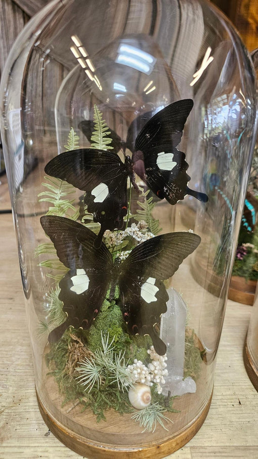 Butterfly terrarium - large glass dome (26cm) - That Creative Feeling