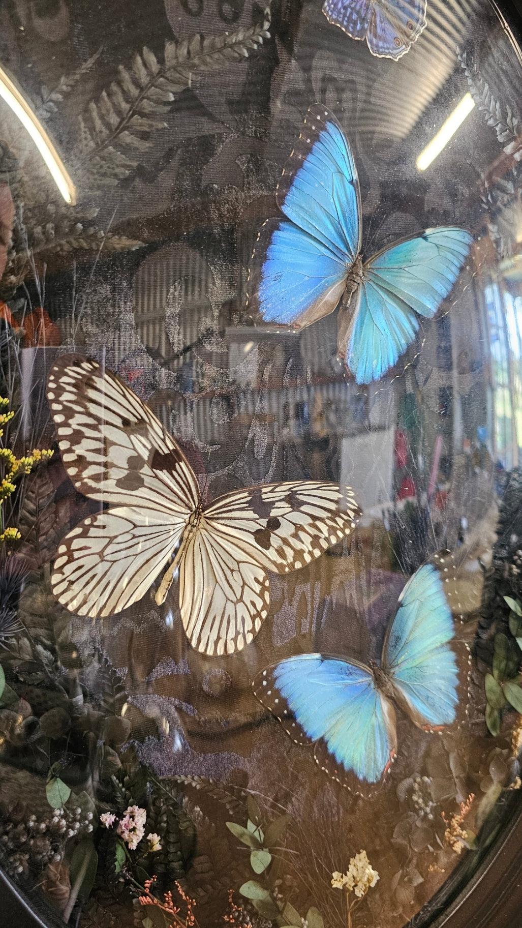 Frame vintage - Victorian Gothic bubble frame with Blue Morpho butterflies - That Creative Feeling