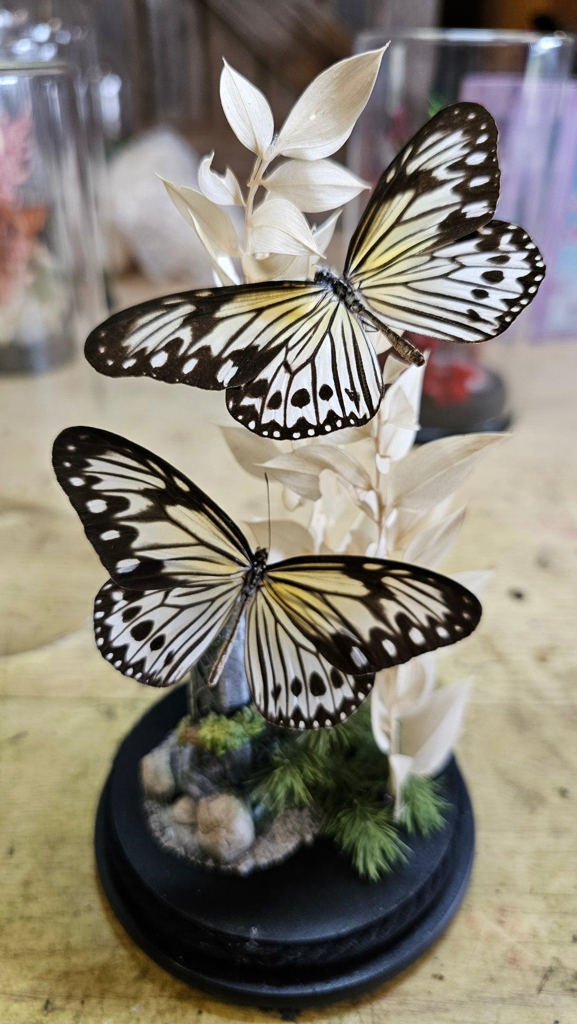 Butterfly terrarium - medium glass dome (19cm) - That Creative Feeling