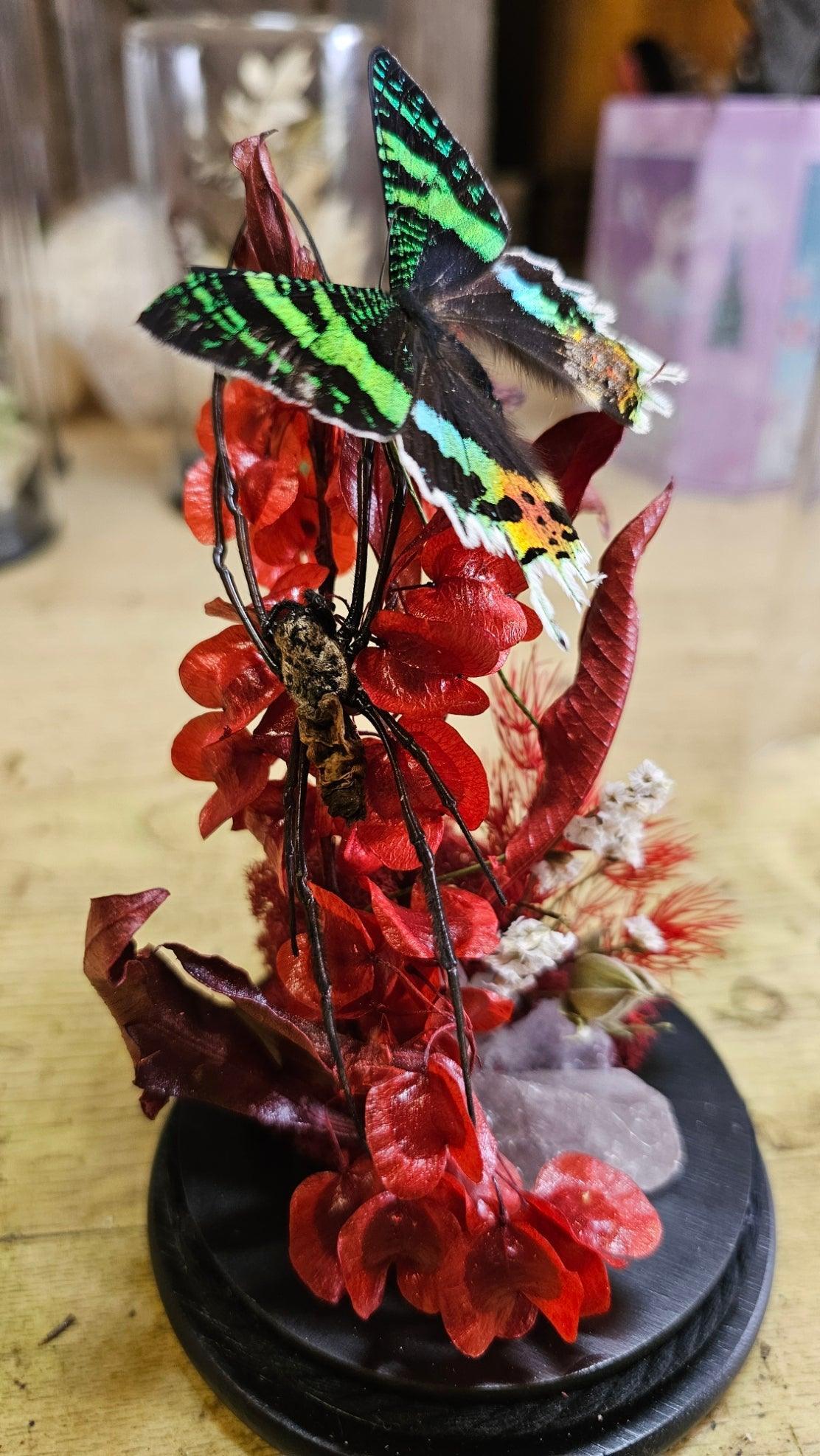 Butterfly terrarium - medium glass dome (19cm) - That Creative Feeling