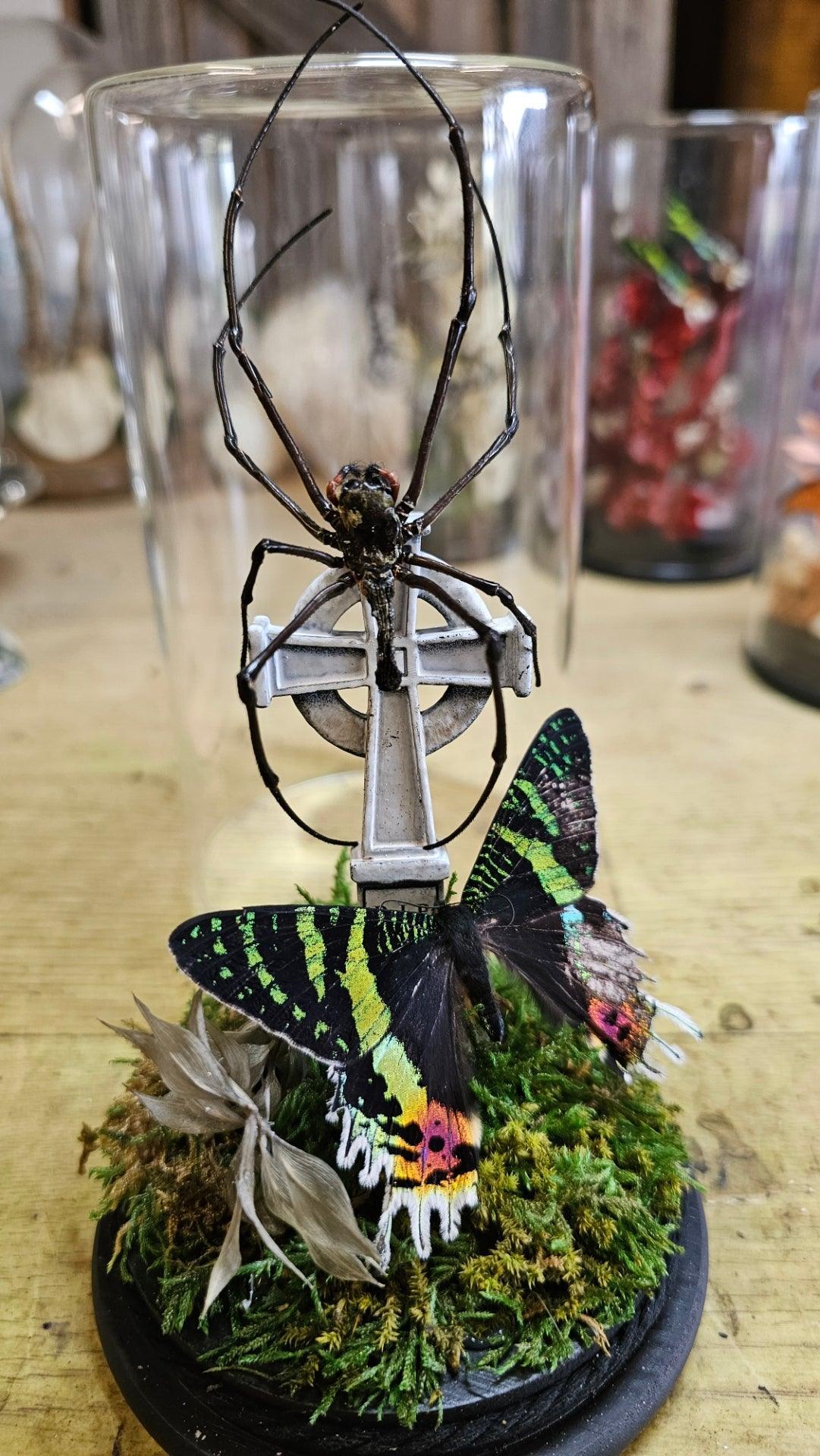 Butterfly terrarium - medium glass dome (19cm) - That Creative Feeling