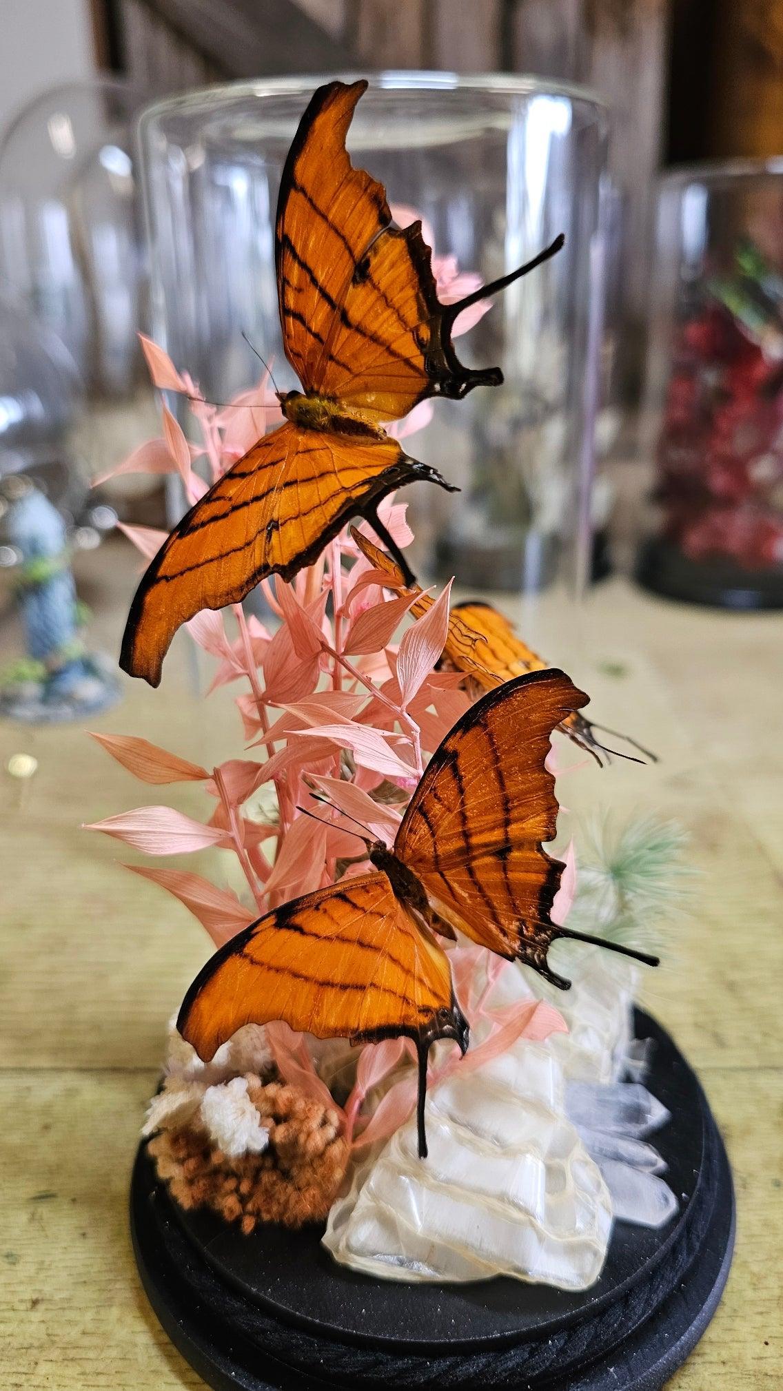 Butterfly terrarium - medium glass dome (19cm) - That Creative Feeling