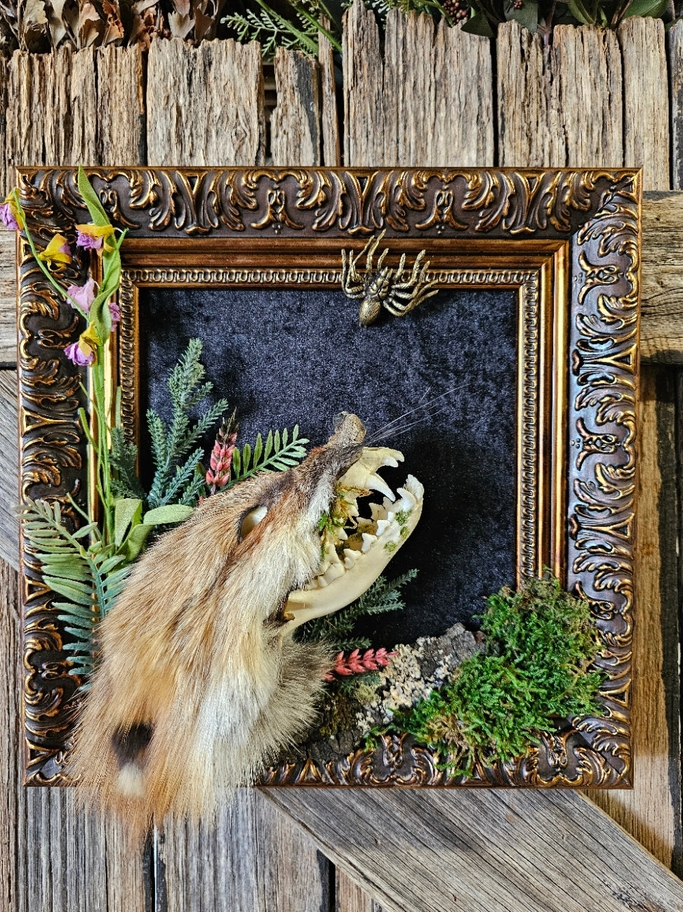Skull fox - real fox with fur cape, taxidermy art framed