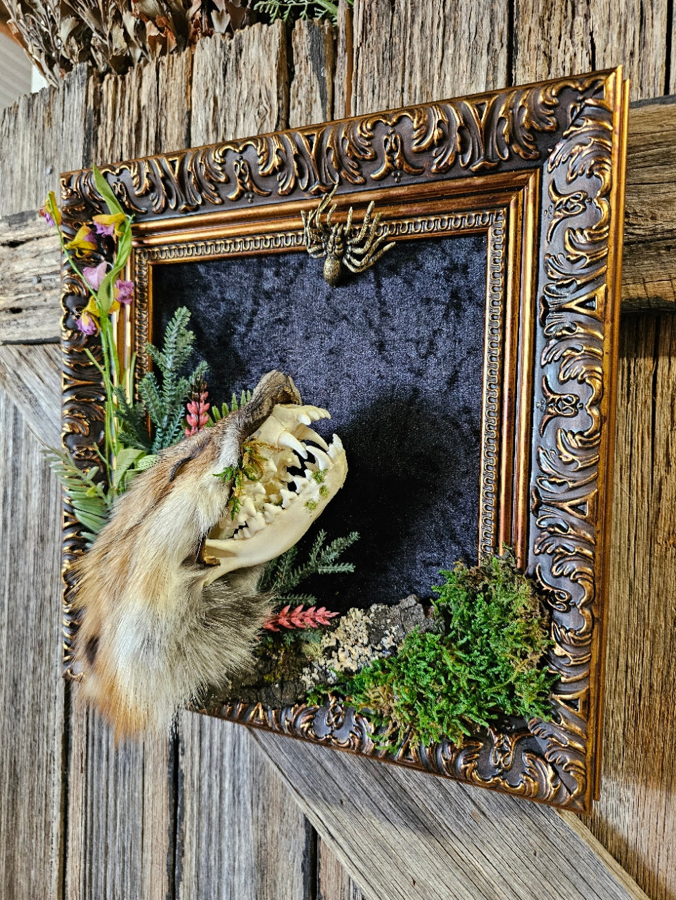 Skull fox - real fox with fur cape, taxidermy art framed