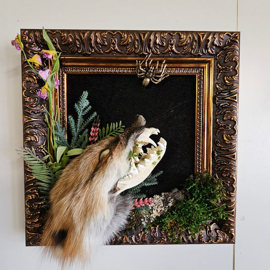Skull fox - real fox with fur cape, taxidermy art framed