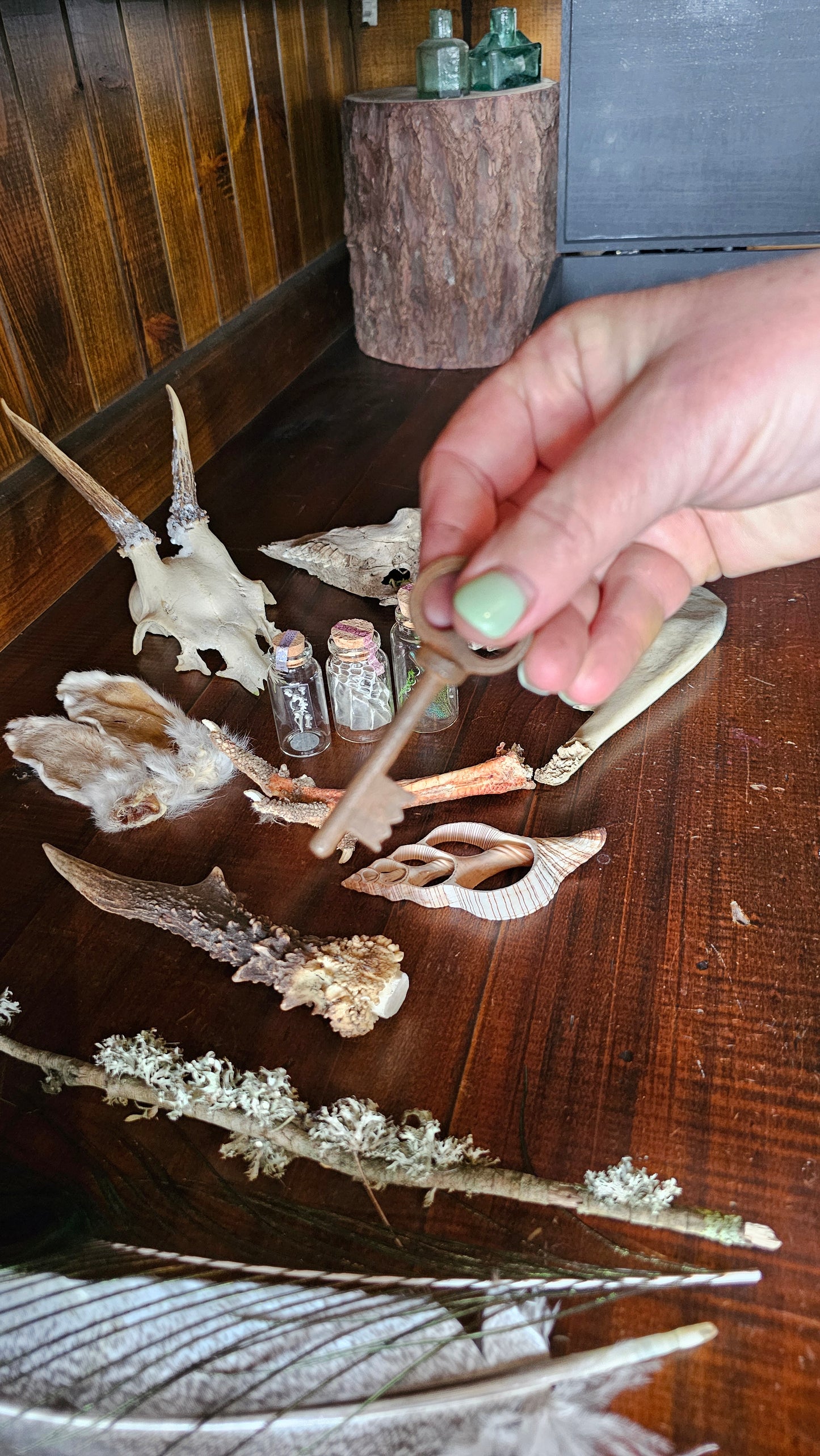 Wunderkammer starter box - taxidermy, skull, antler and oddities curiosities box