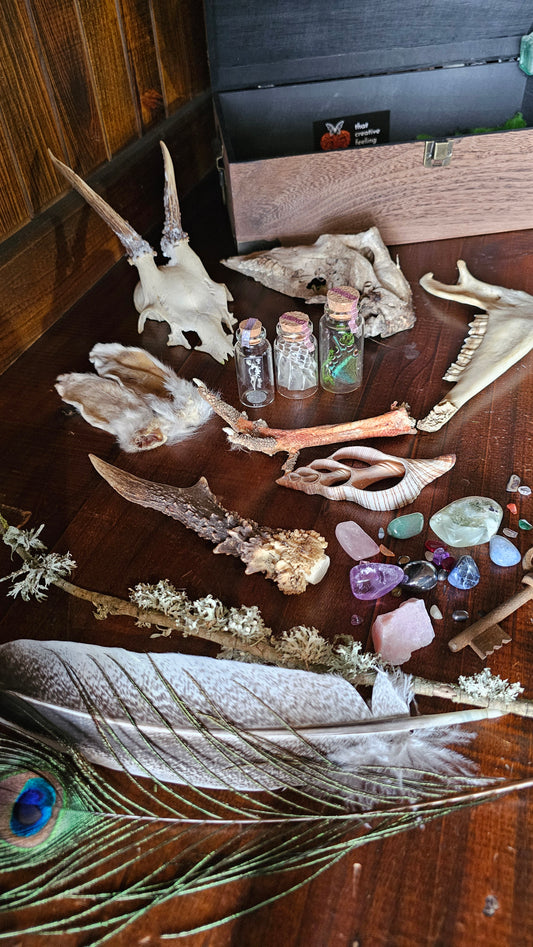 Wunderkammer starter box - taxidermy, skull, antler and oddities curiosities box