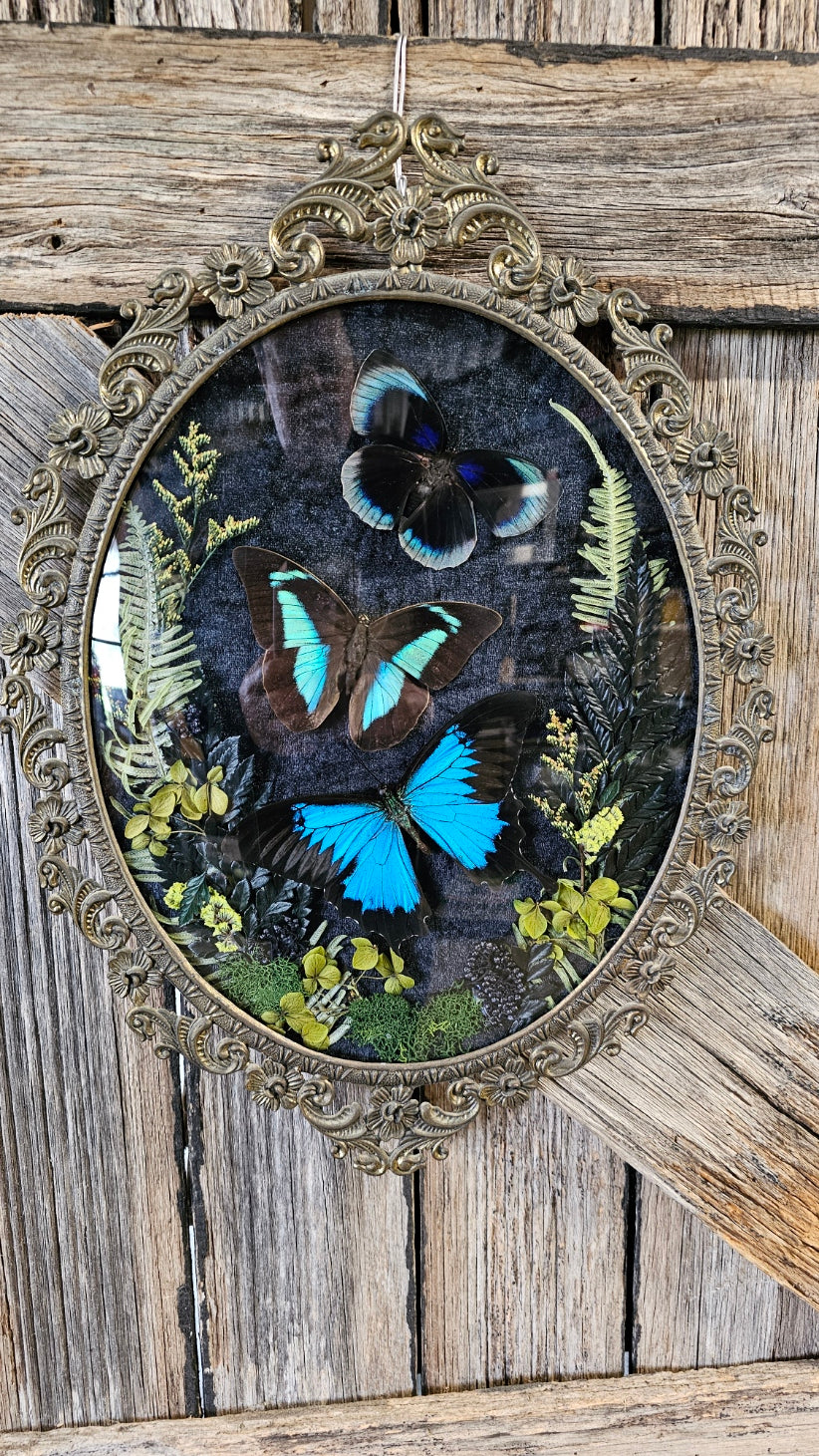 Frame vintage - Brass Italian Gothic bubble frame with blue Swallowtail butterflies