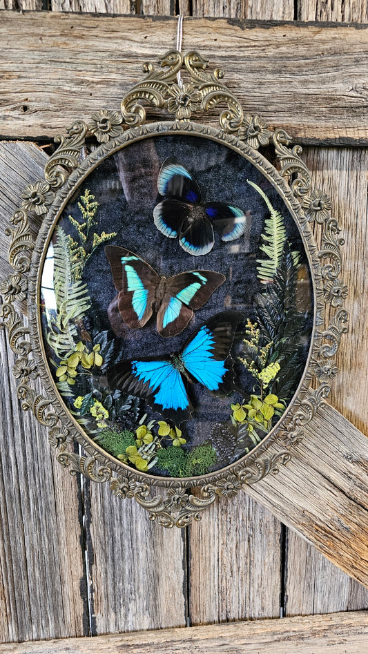 Frame vintage - Brass Italian Gothic bubble frame with blue Swallowtail butterflies