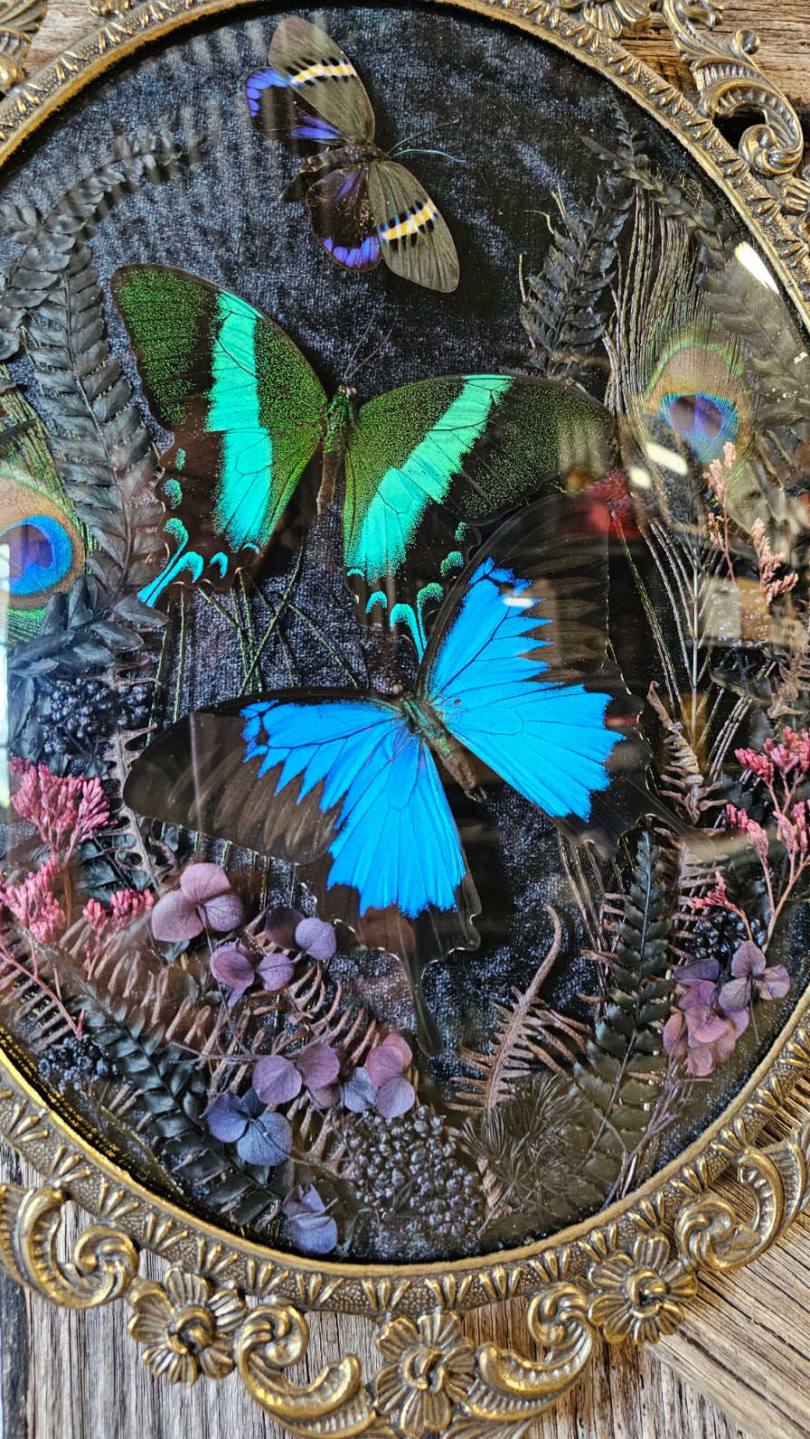 Frame vintage - Brass Italian Gothic bubble frame with blue Swallowtail butterflies