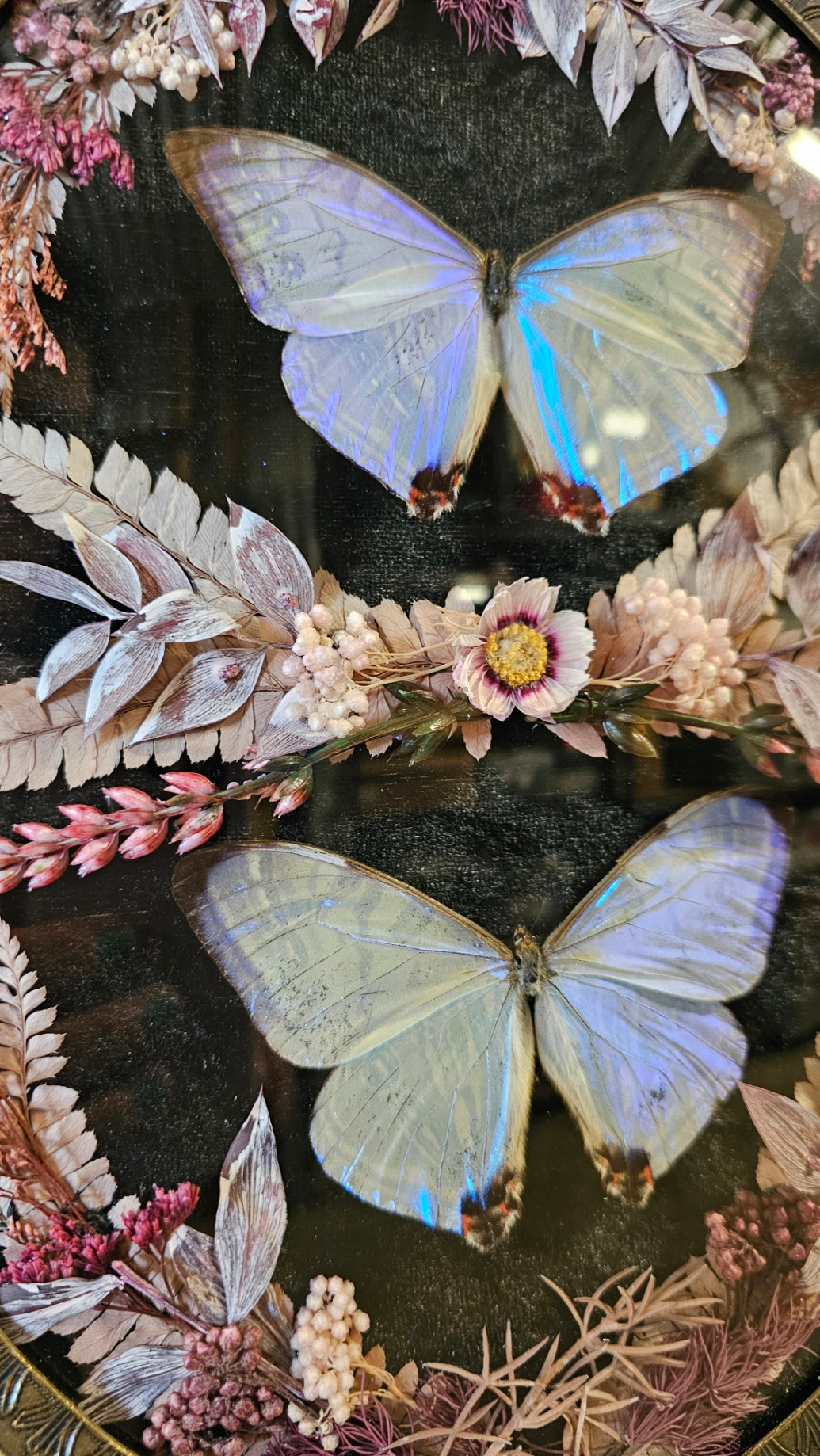 Frame vintage - Brass Italian Gothic bubble frame with Opal Morpho butterflies