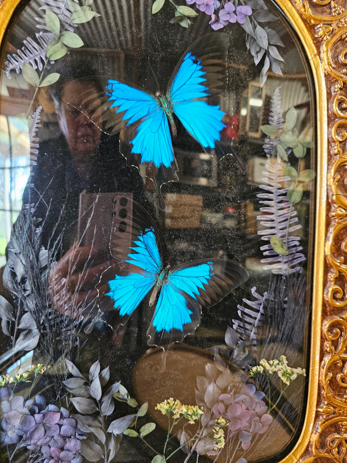 Frame vintage - Victorian Gothic bubble frame with Blue Swallowtail butterflies
