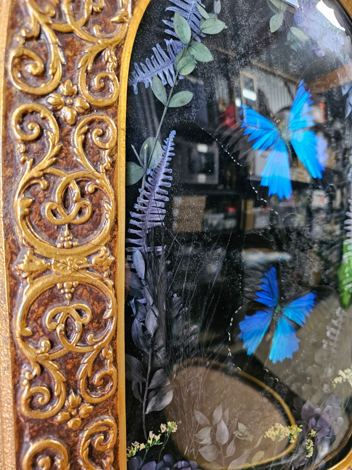 Frame vintage - Victorian Gothic bubble frame with Blue Swallowtail butterflies