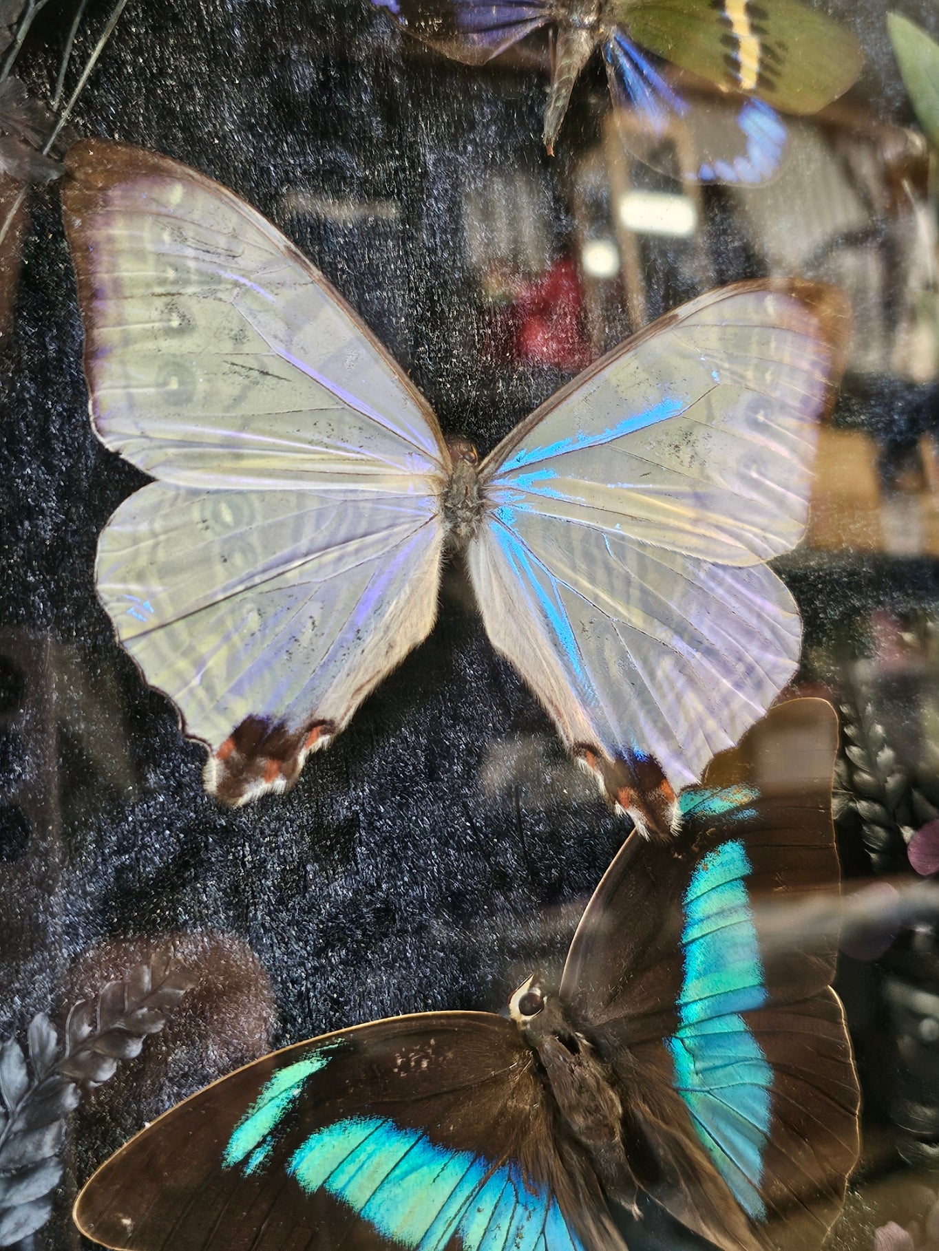 Frame Brass - large with Opal Morpho butterflies