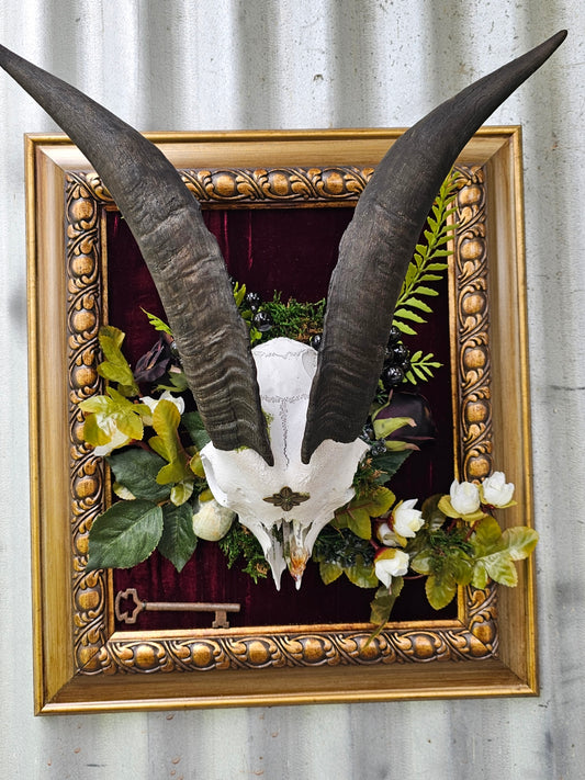 Skull - real Goat framed modern gothic style