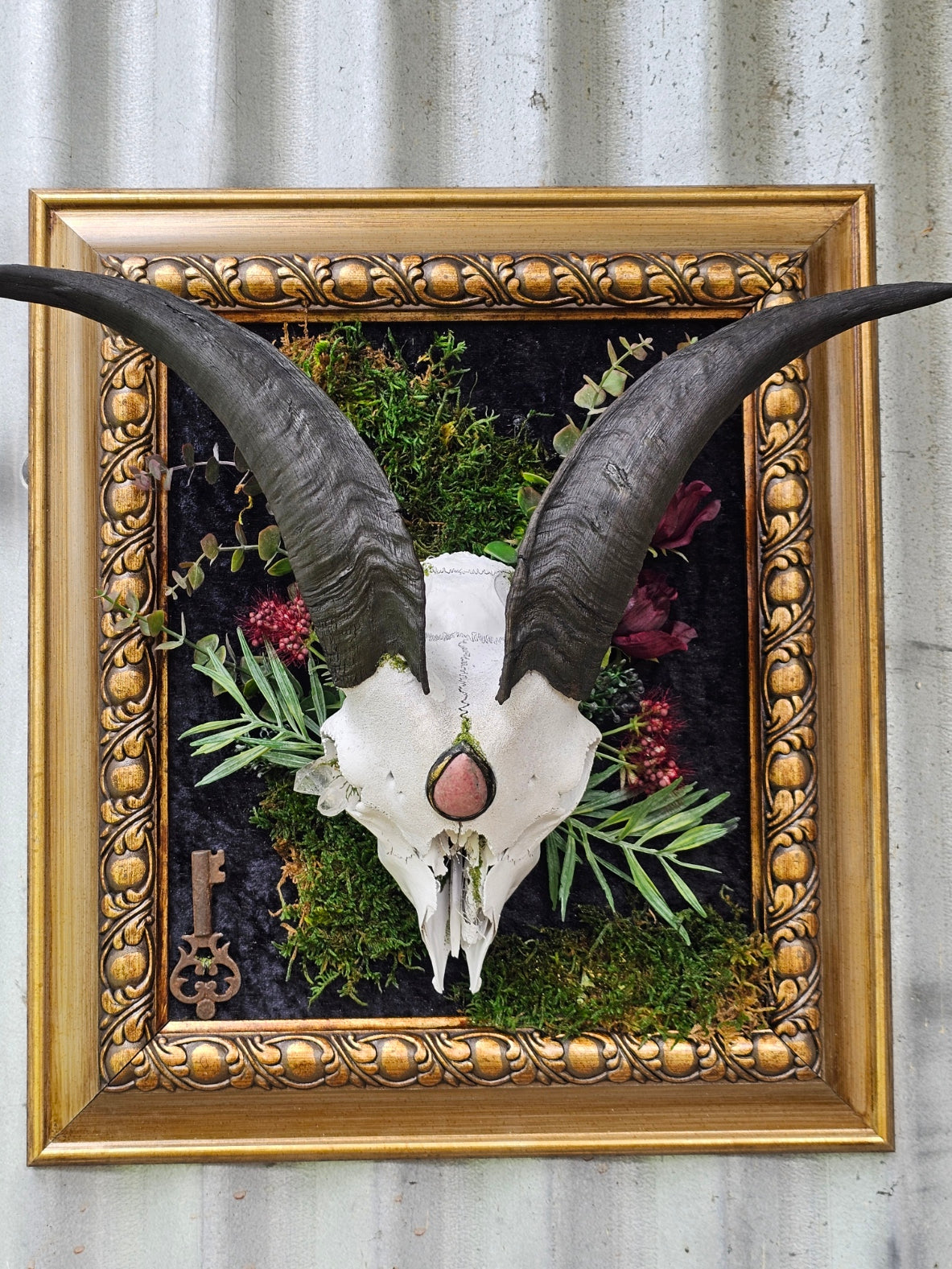 Skull - real Goat framed modern gothic style