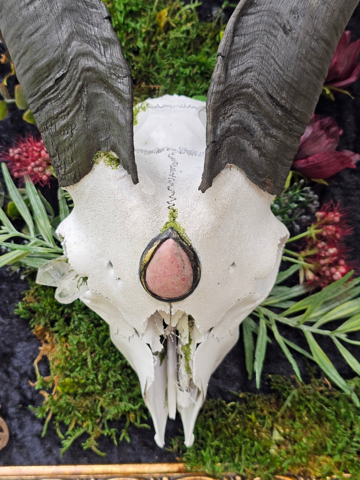 Skull - real Goat framed modern gothic style