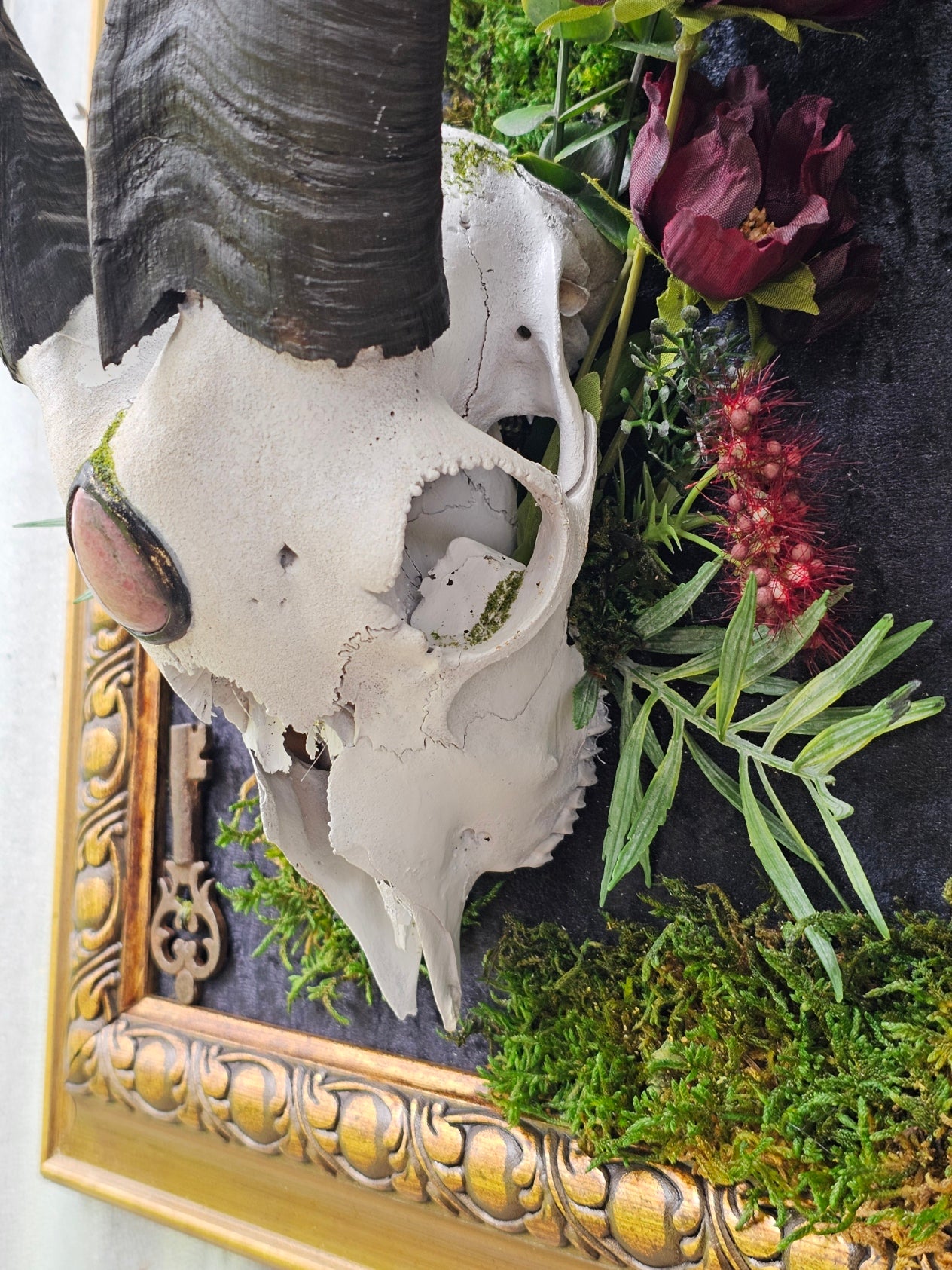 Skull - real Goat framed modern gothic style